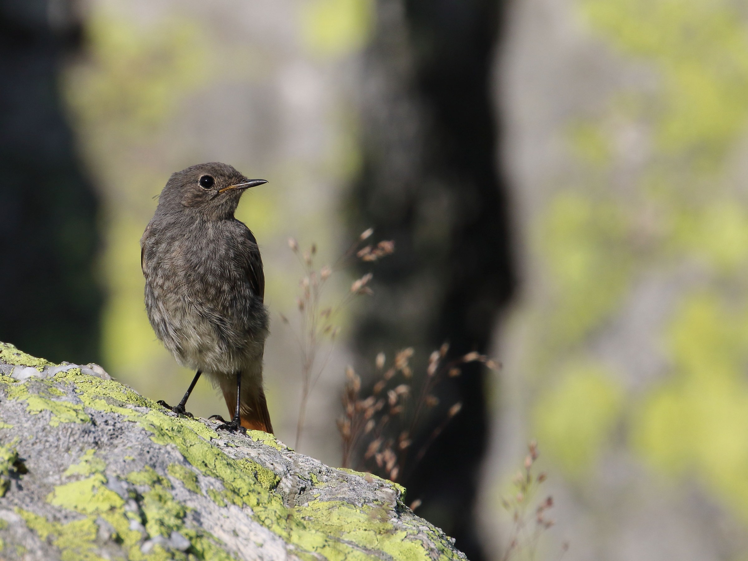 Redstart female