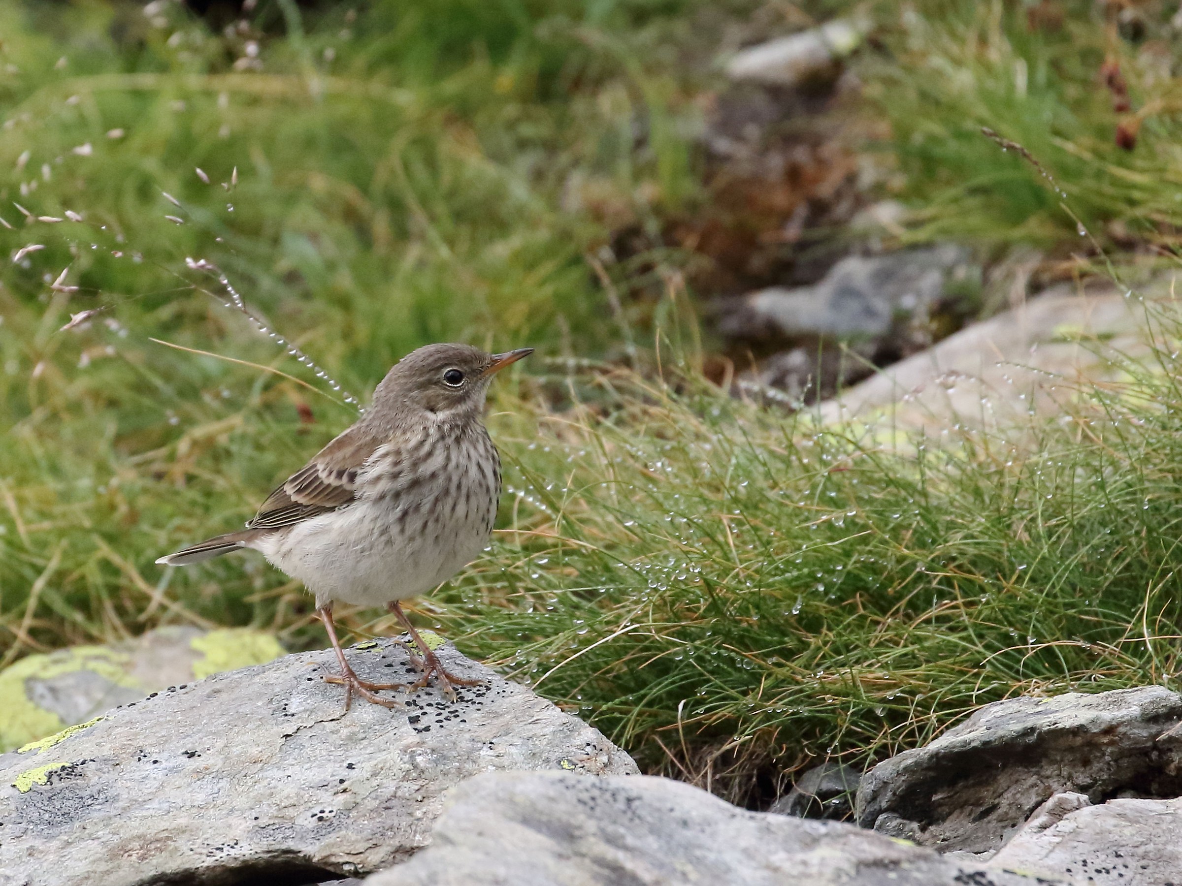 Pipit