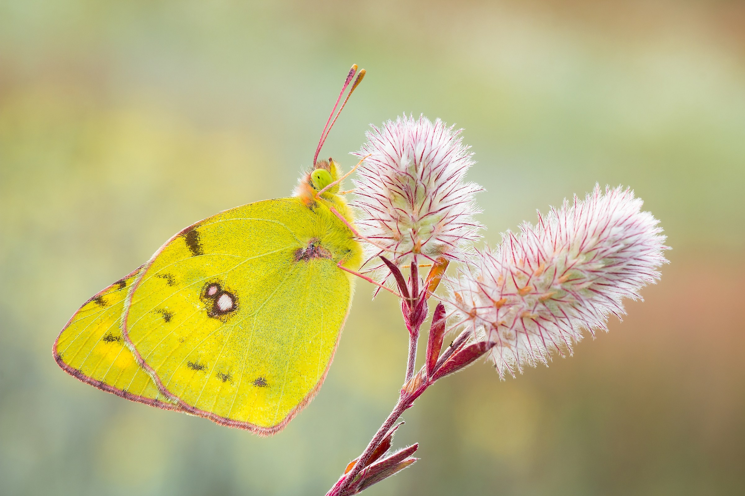Colias hyale