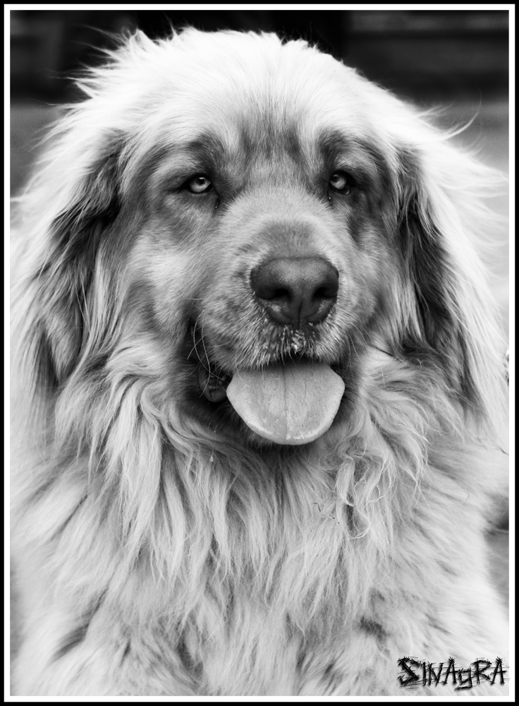 Istinto coccole... in Bianco e Nero