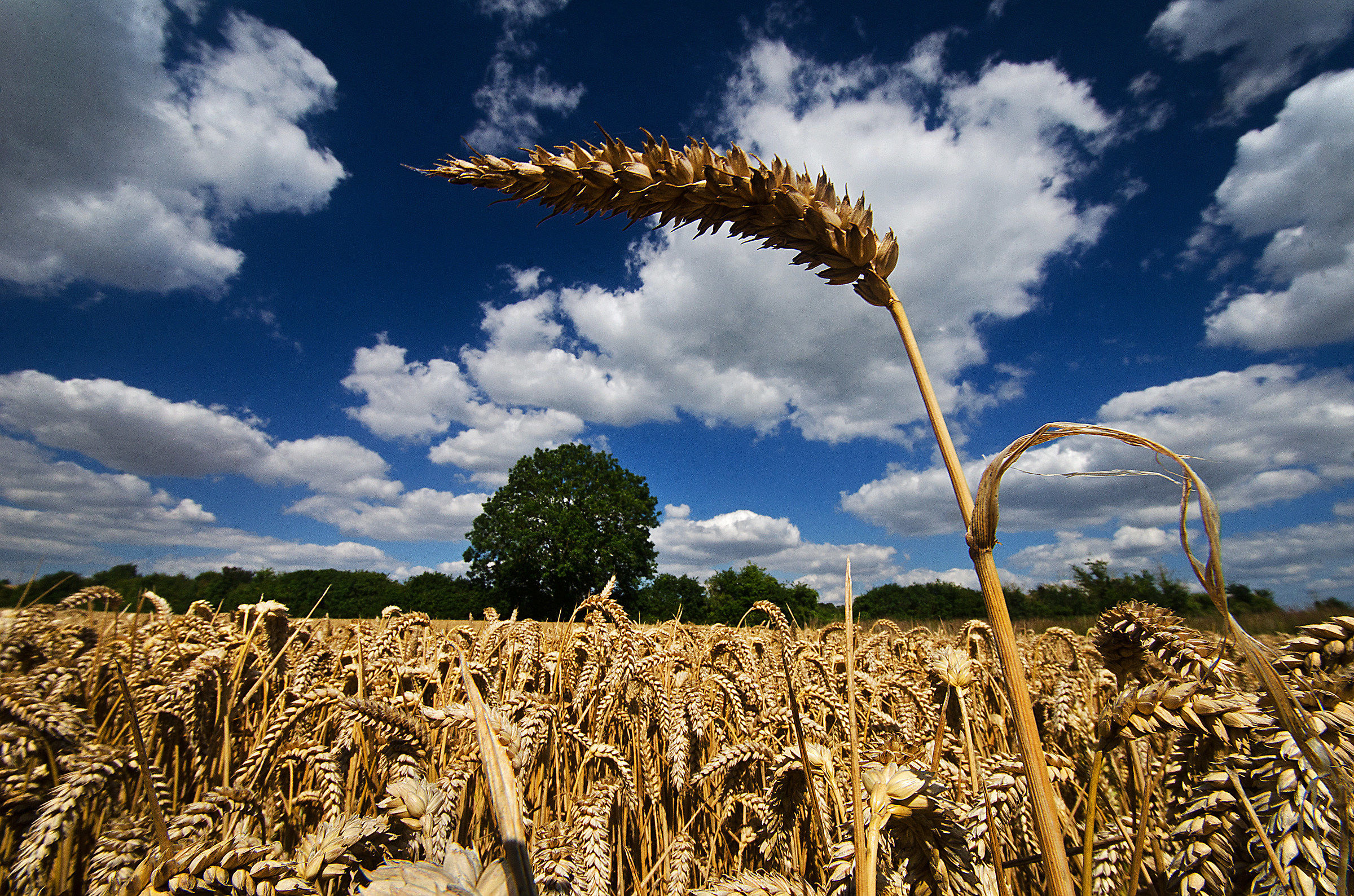 Prima del raccolto (Per il mio Padre)