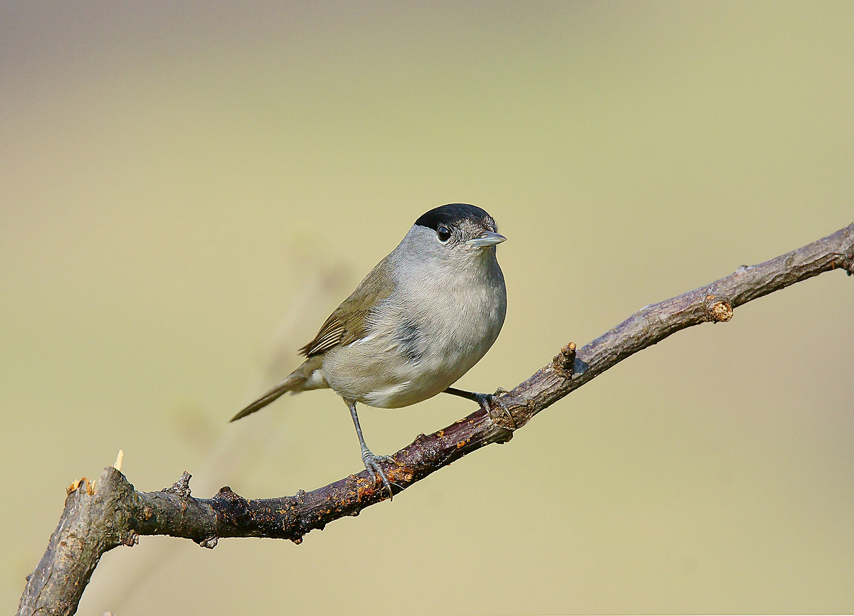 Blackcap M.