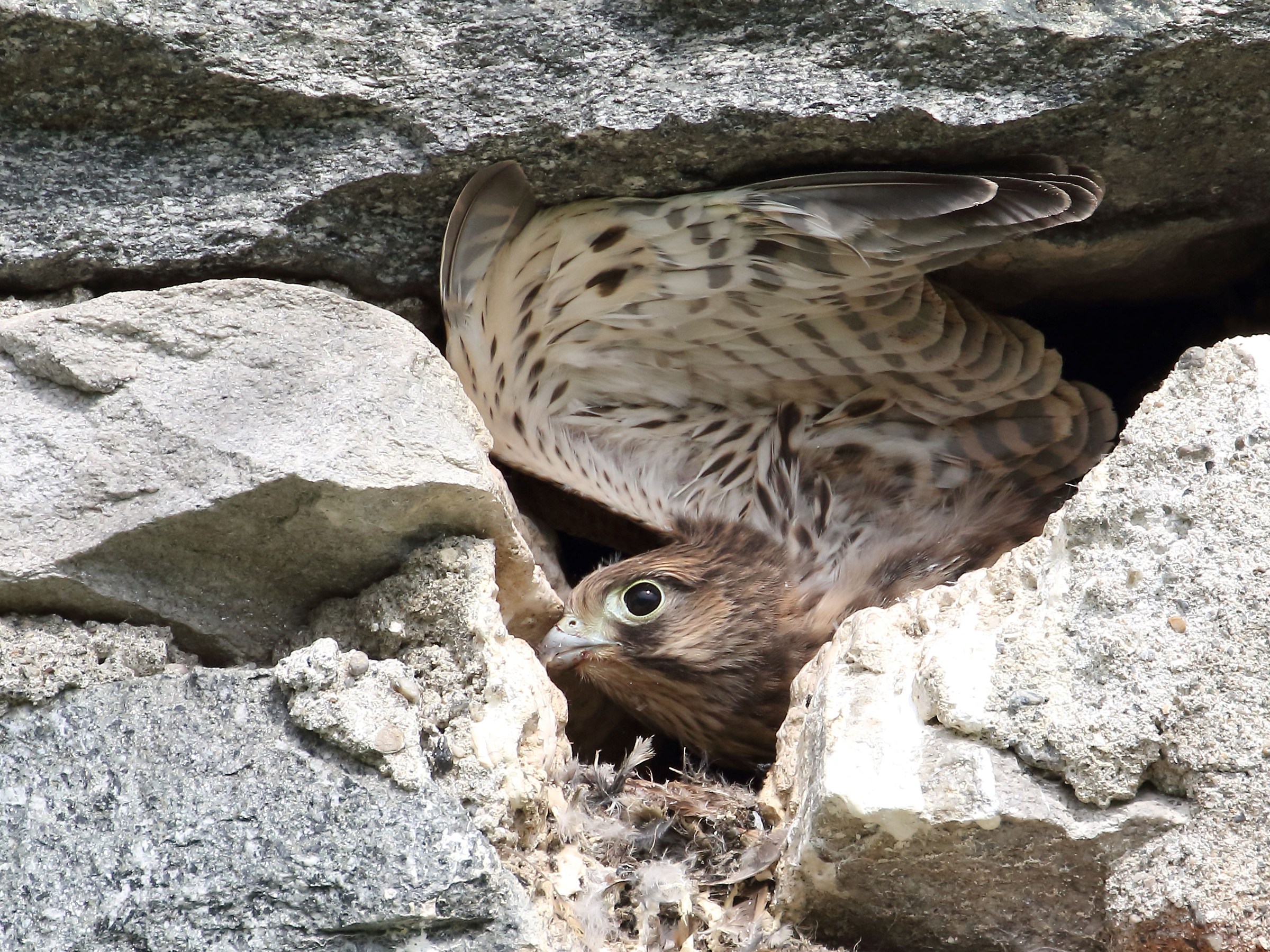 Kestrel pullo just before fledging