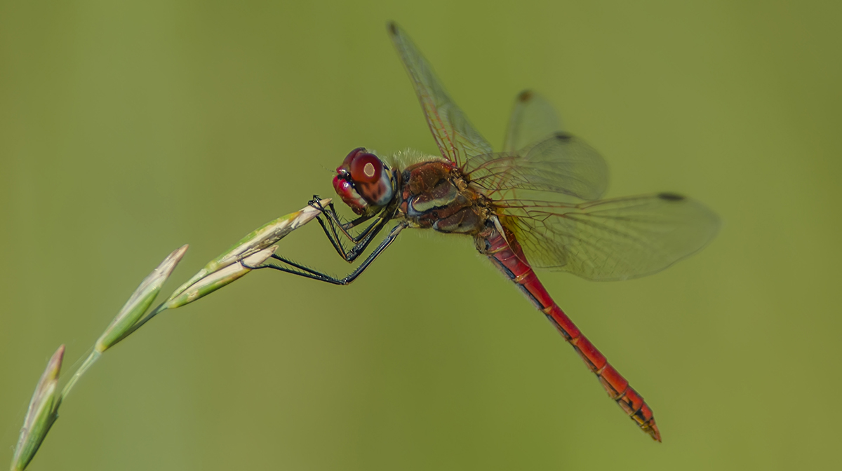 Sympetrum Fonscolombii