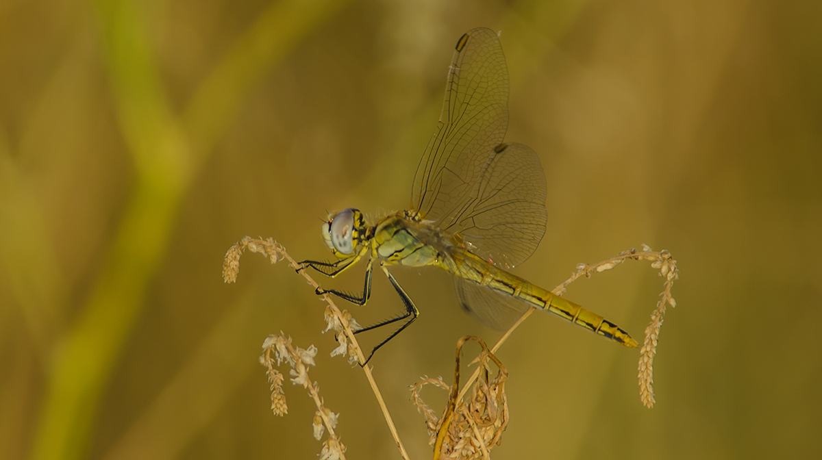 Sympetrum Fonscolombii