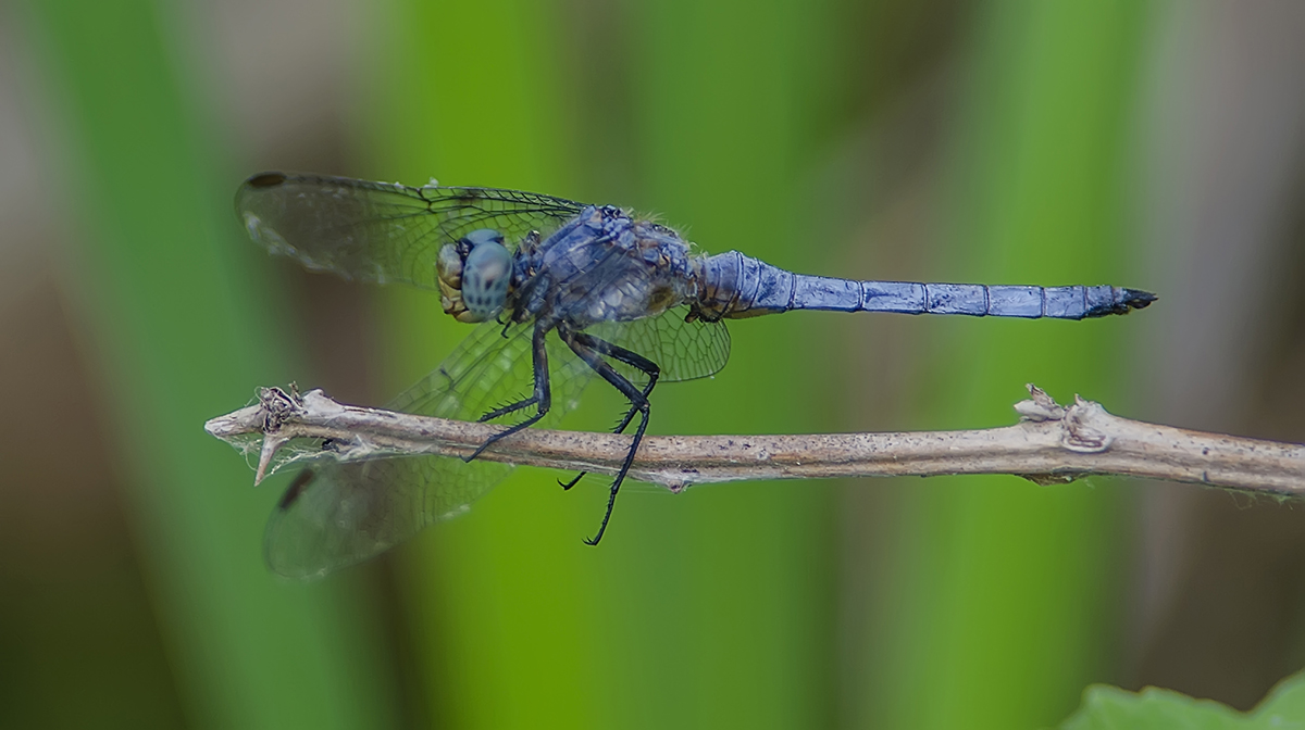 Orthetrum Cancellatum