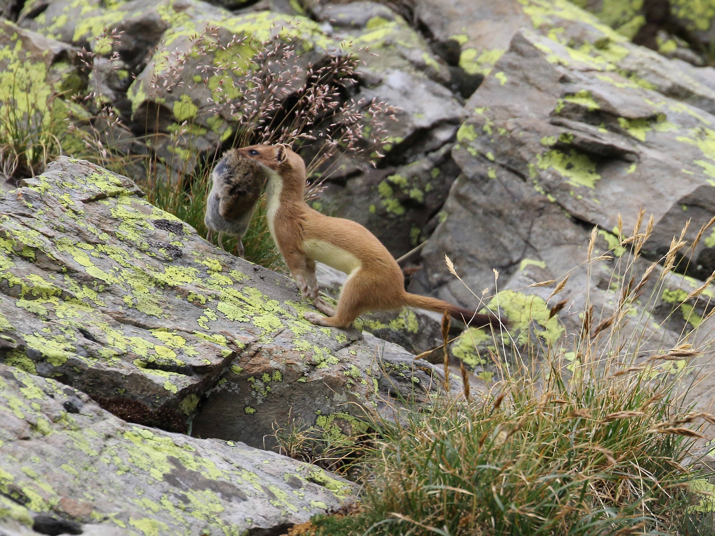 Ermine with vole