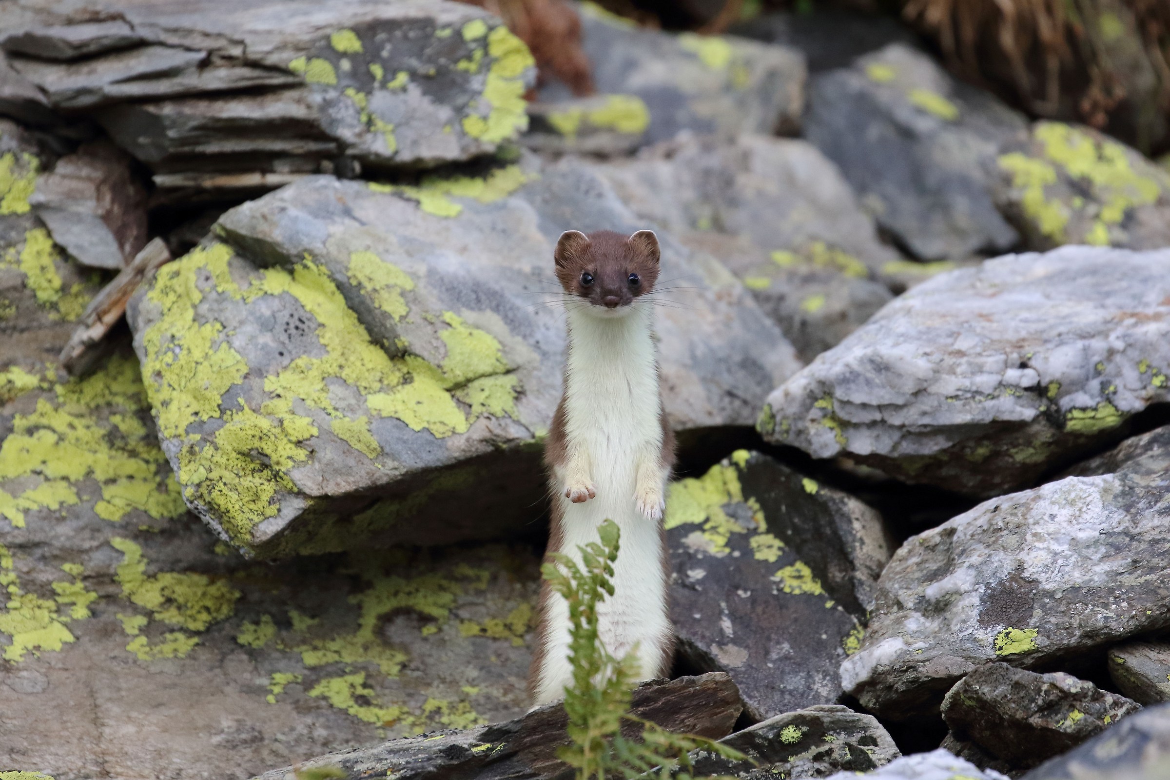 Ermine