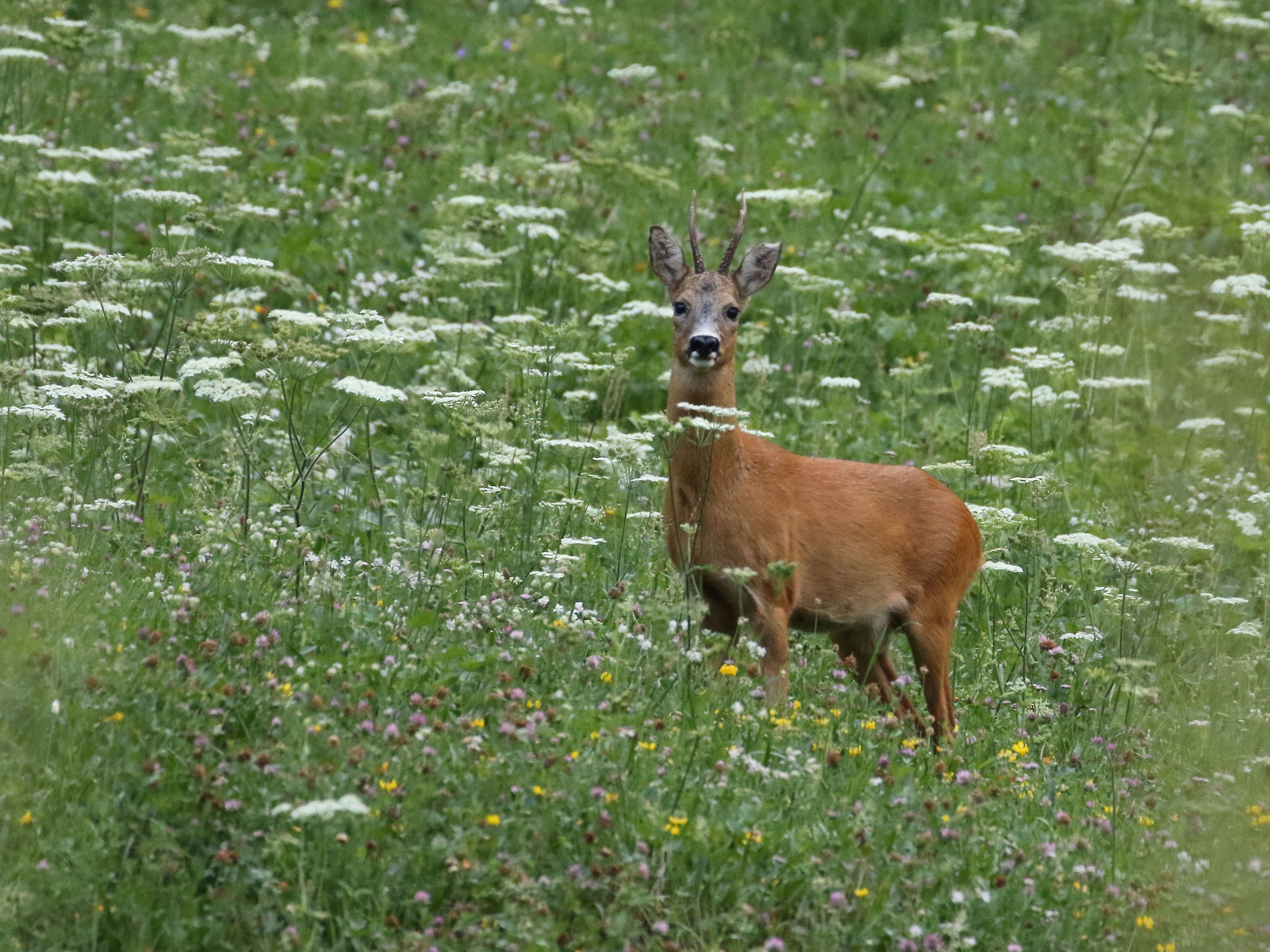 Roe deer