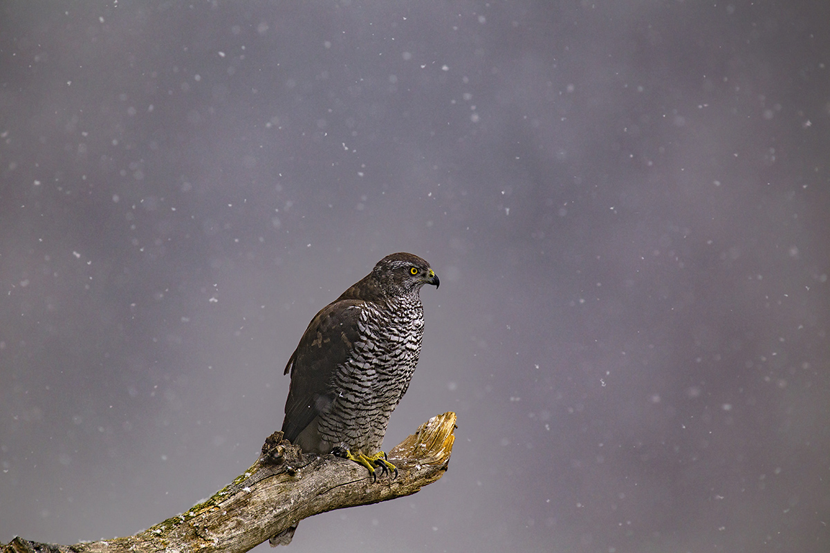 astore fuori stagione