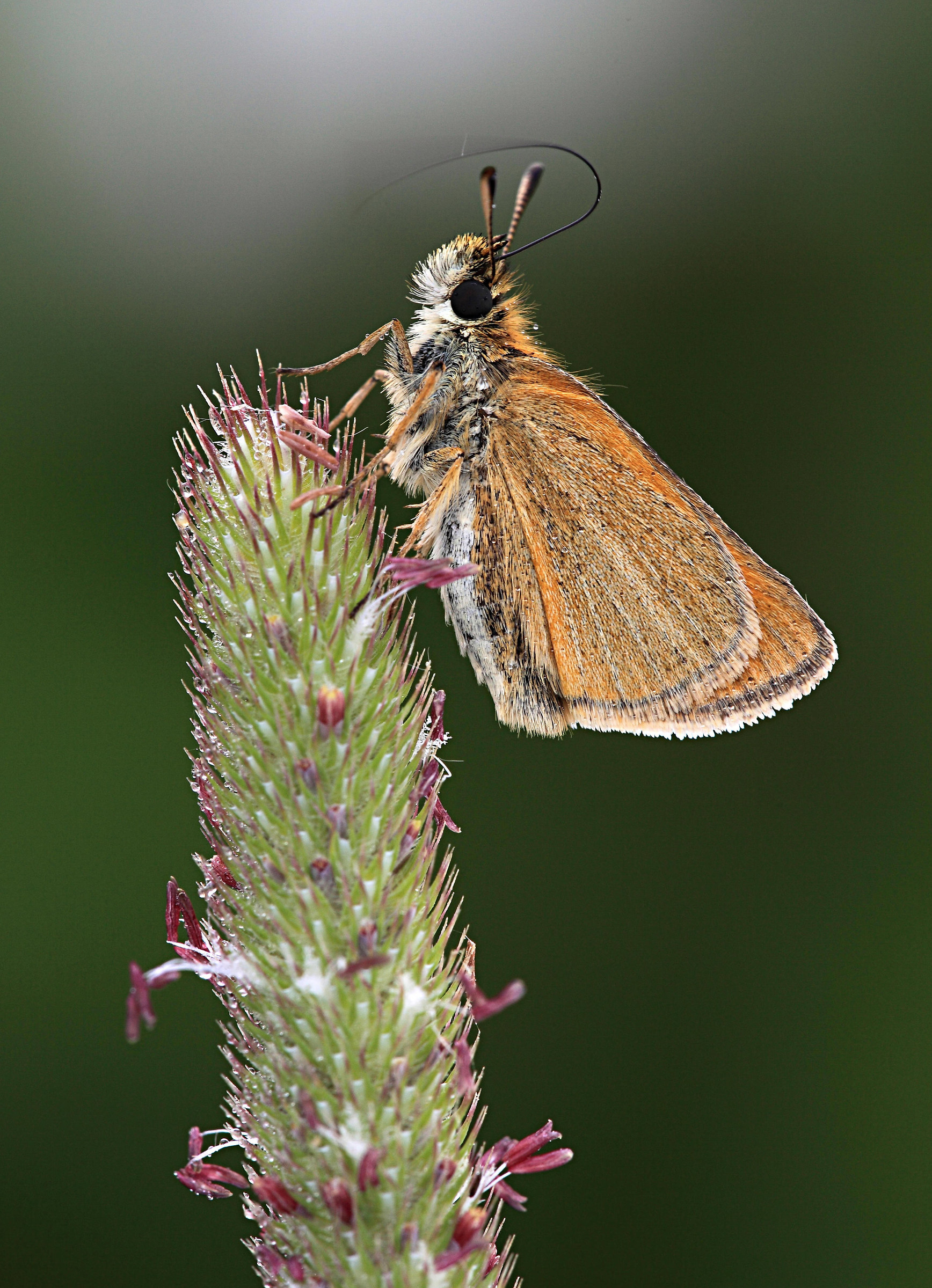 Skipper
