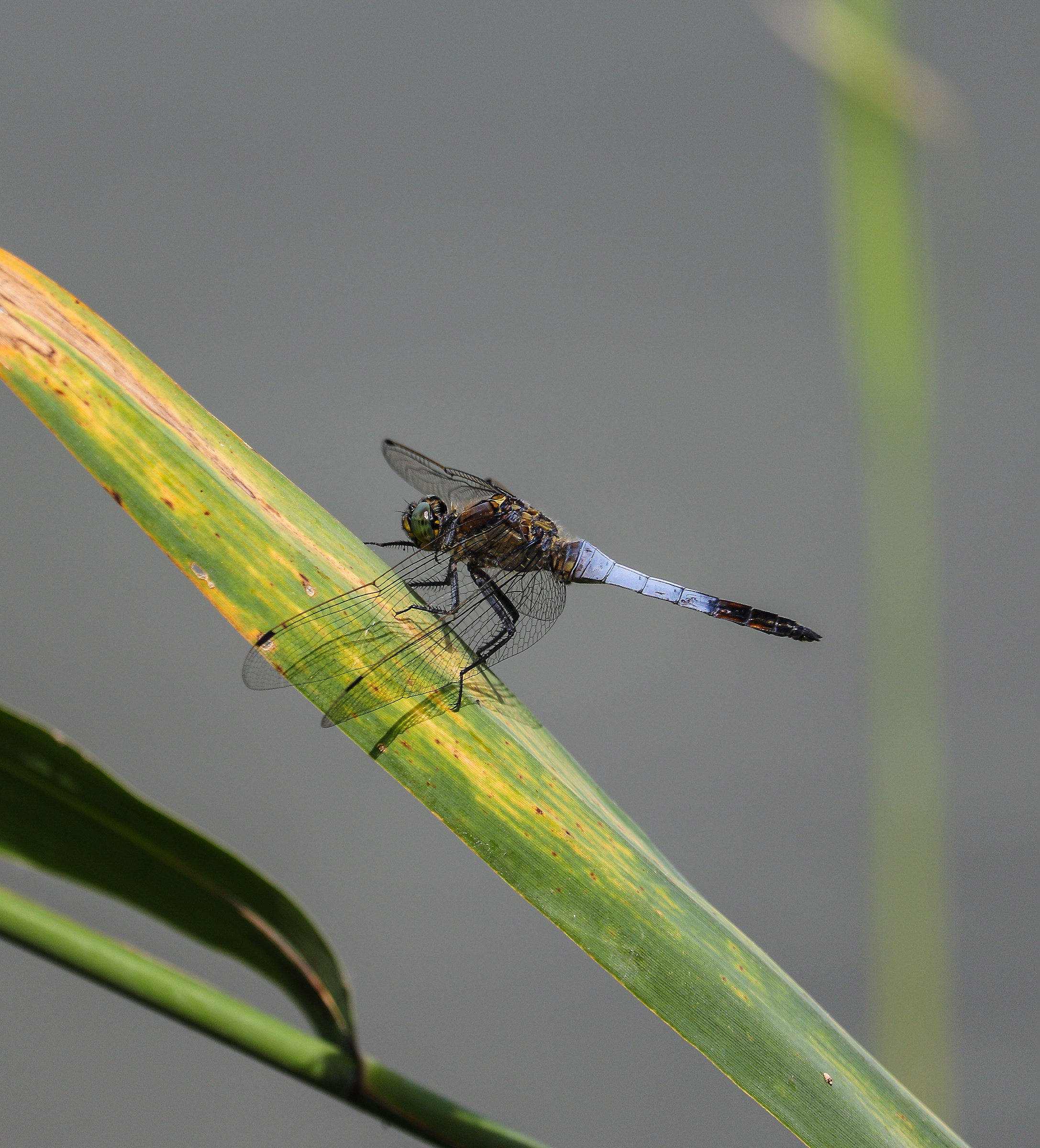 libellula