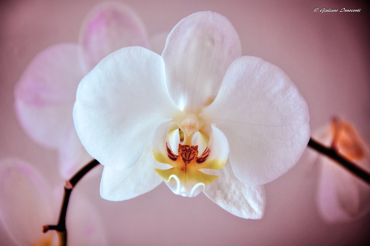 Orchid