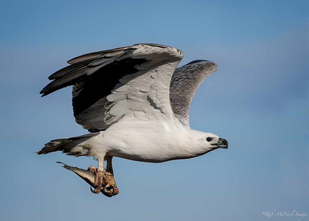 bianco ventre aquila di mare