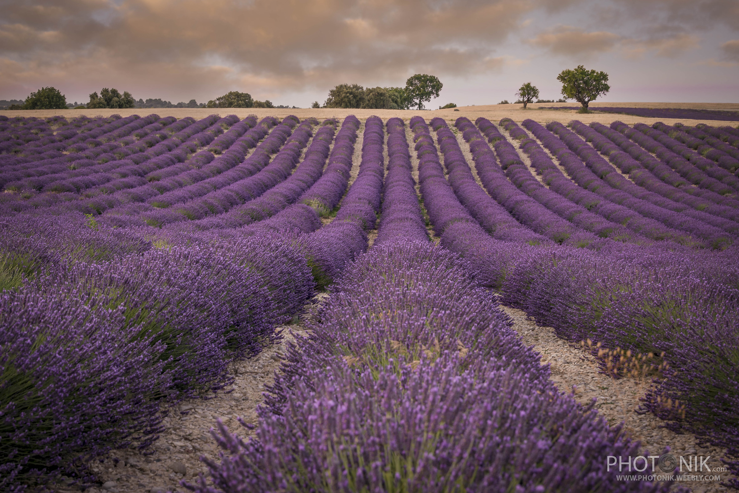 lavanda 02