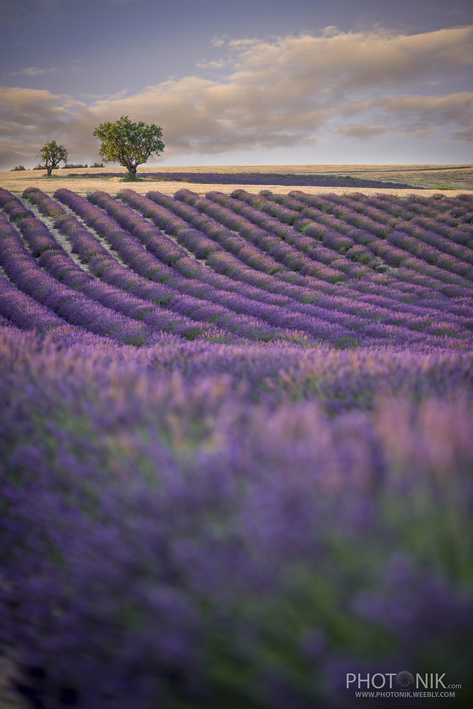 lavanda 03