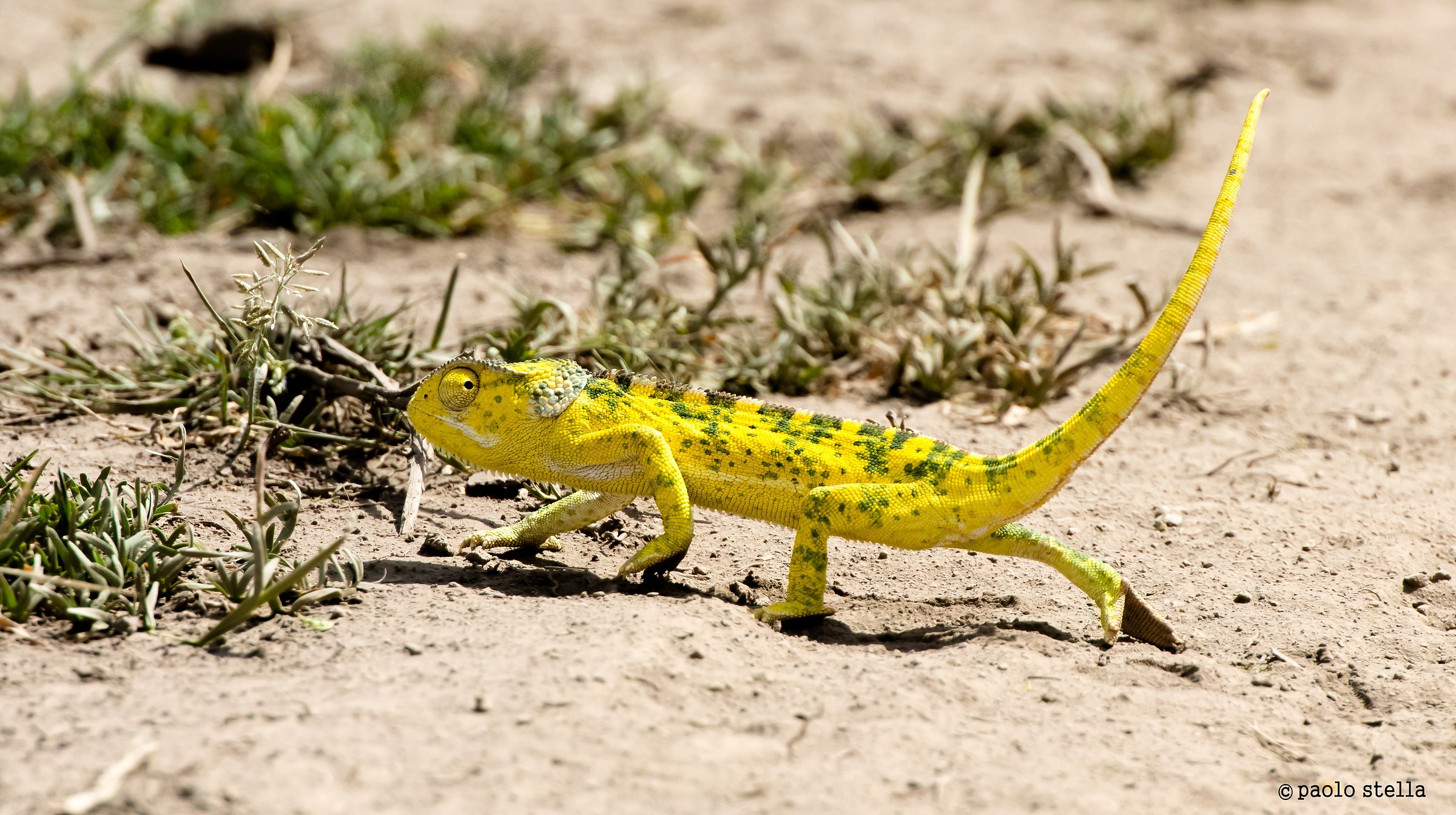 chameleon walking