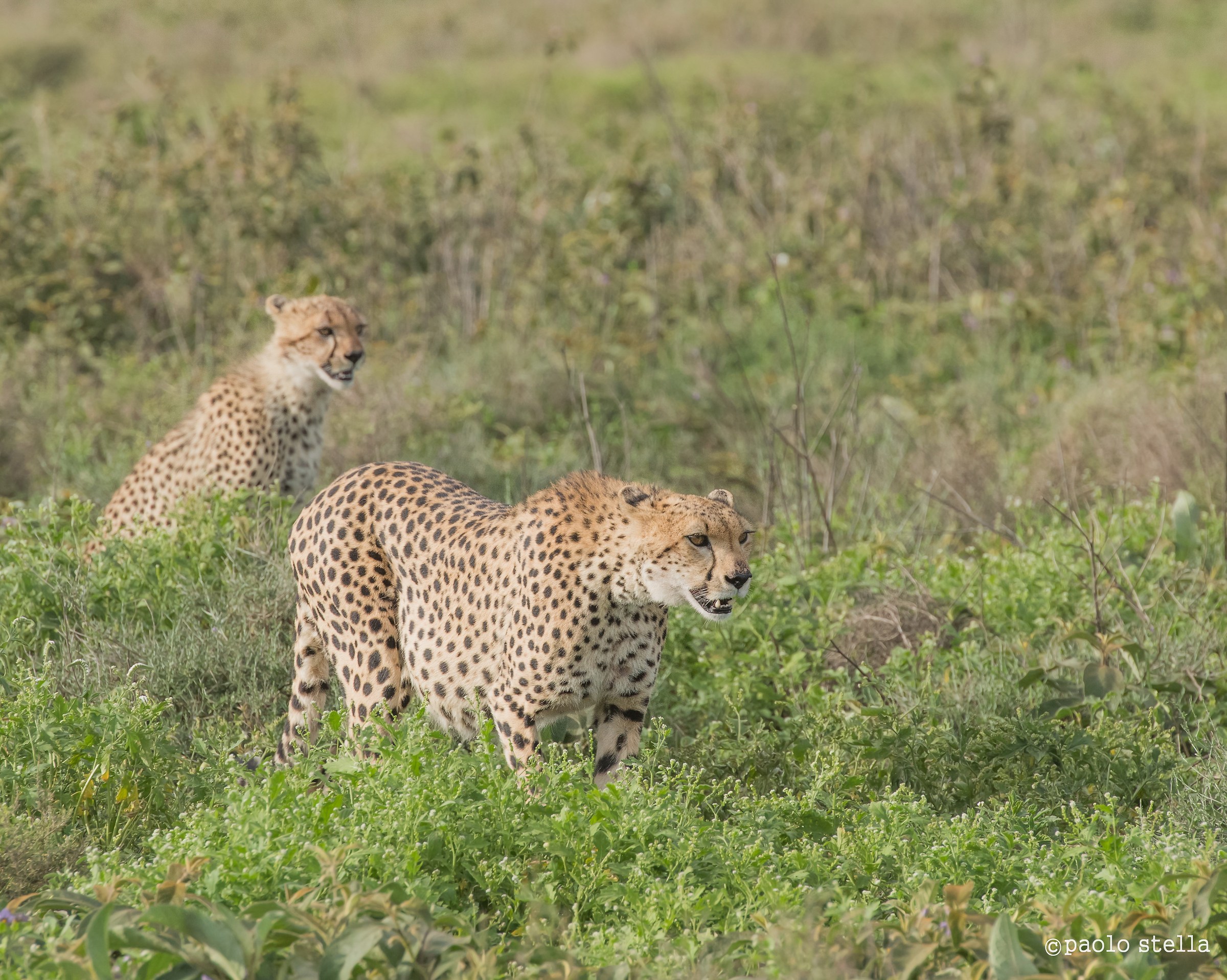 cheetah hunting