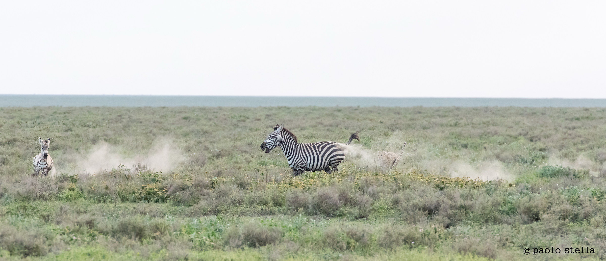 hunting zebra - 0