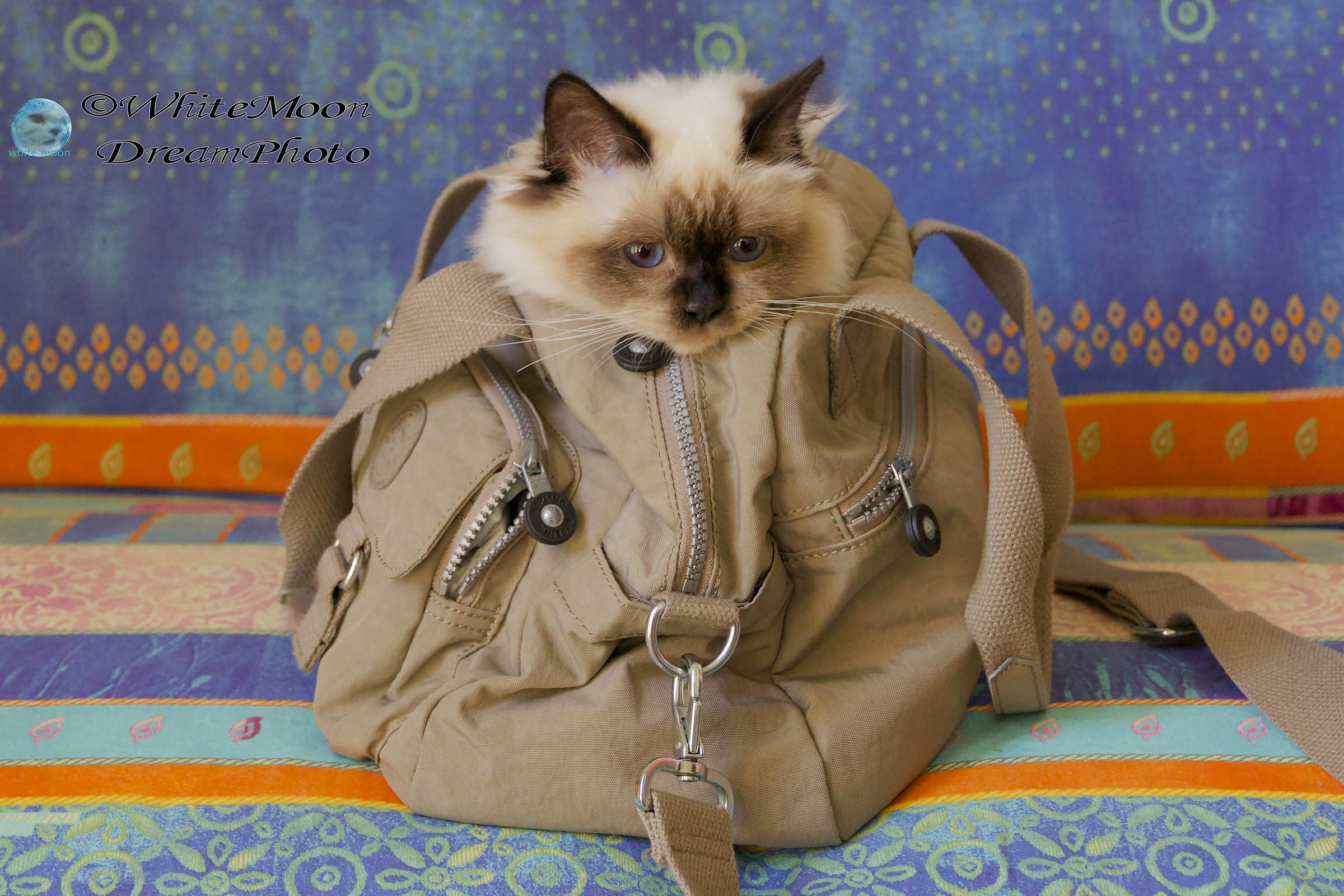 Da grande desidero fare la modella