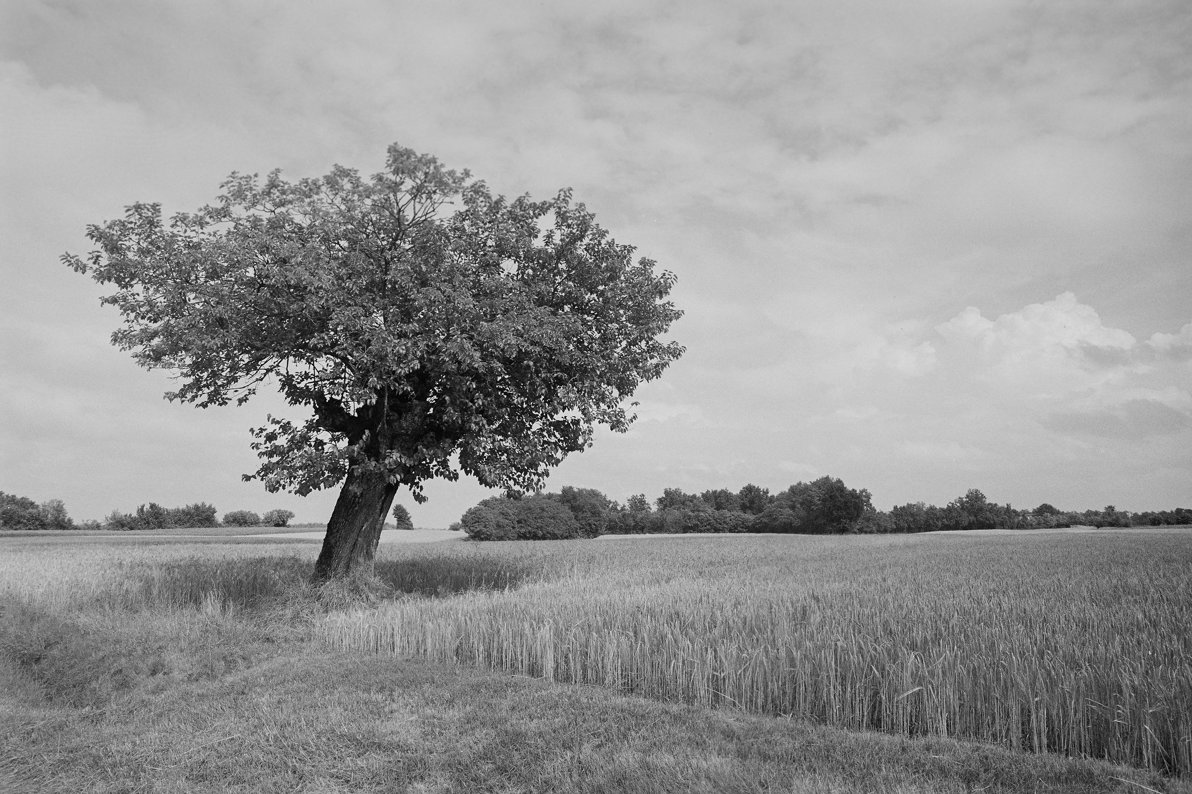 Campo di grano (versione 2)