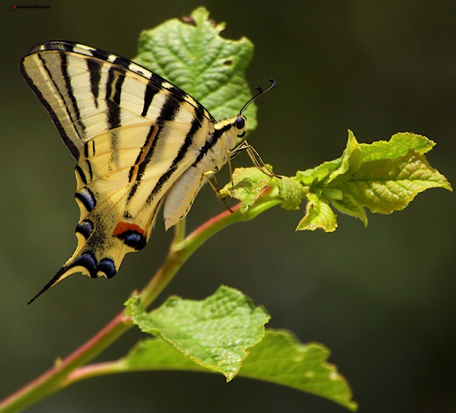 swallowtail