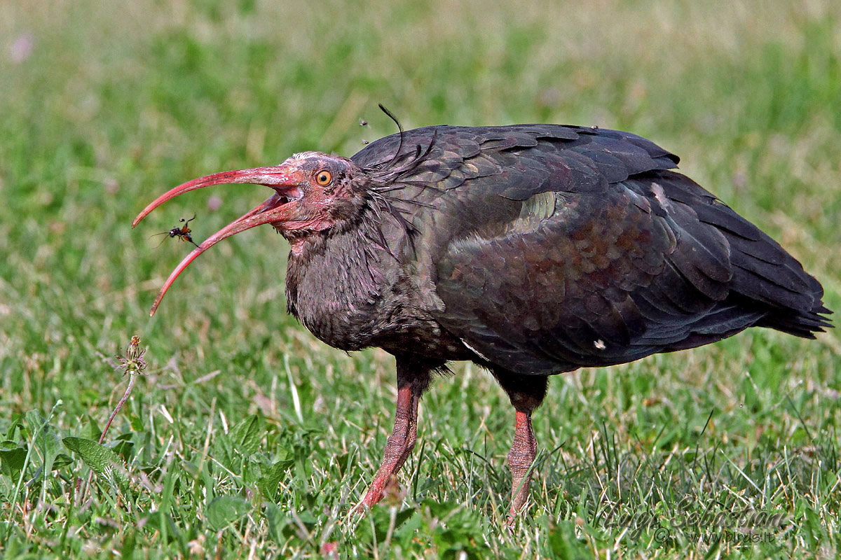 Ibis eremita