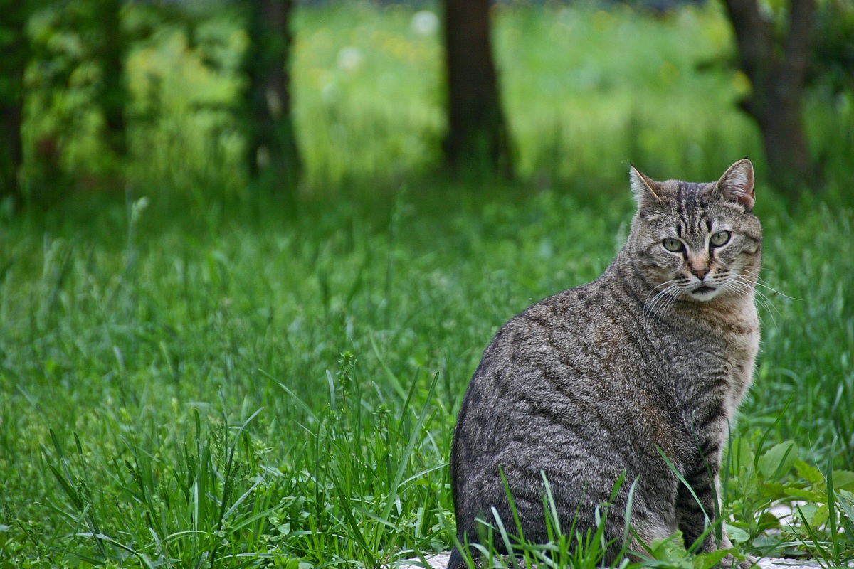 quando piove anche i gatti sono tristi..