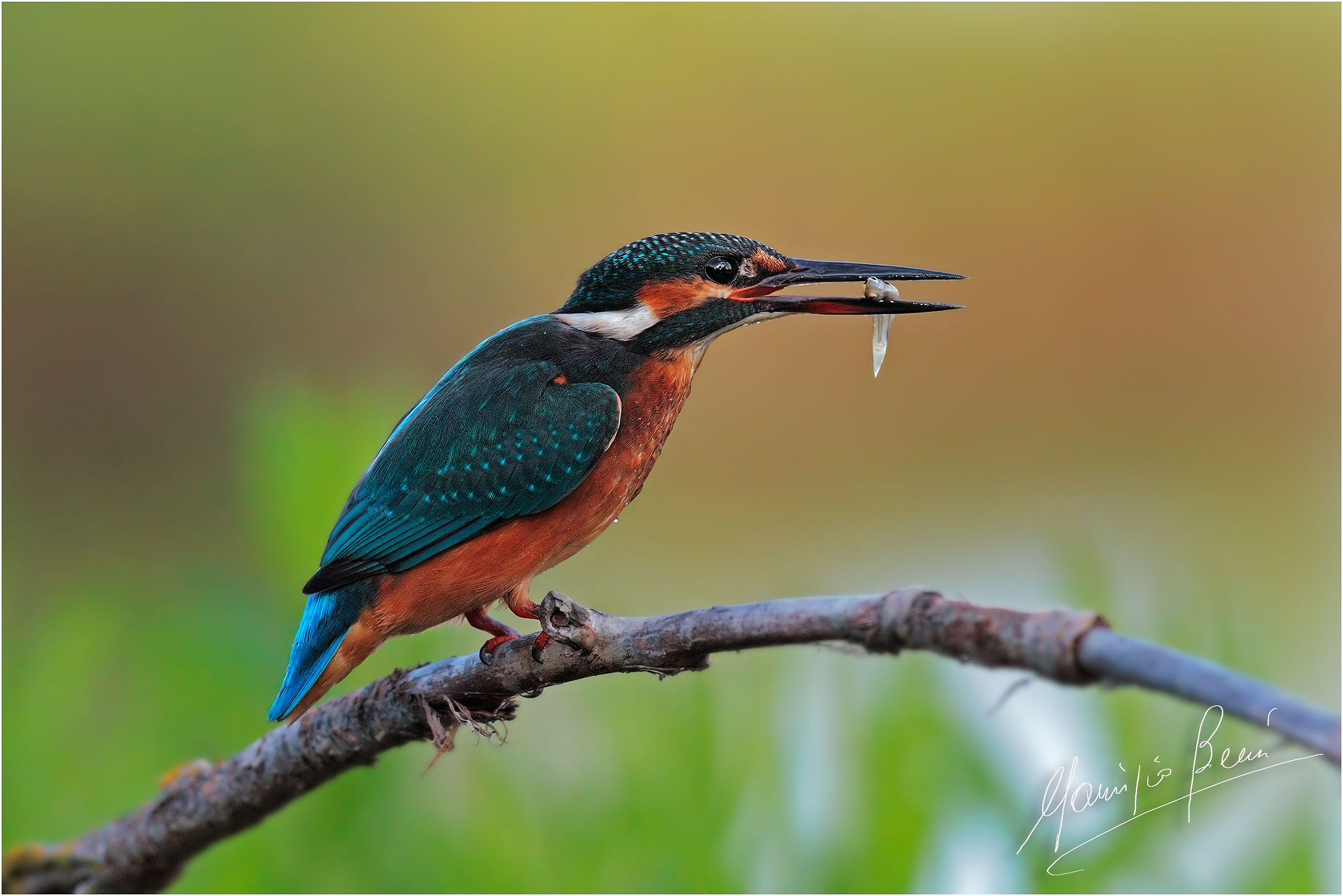 Martino con pesciolino a colazione