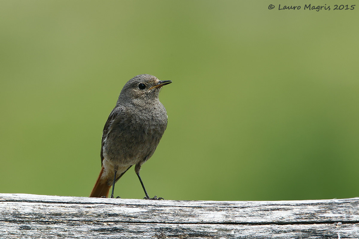 Codirosso spazzacamino in posa
