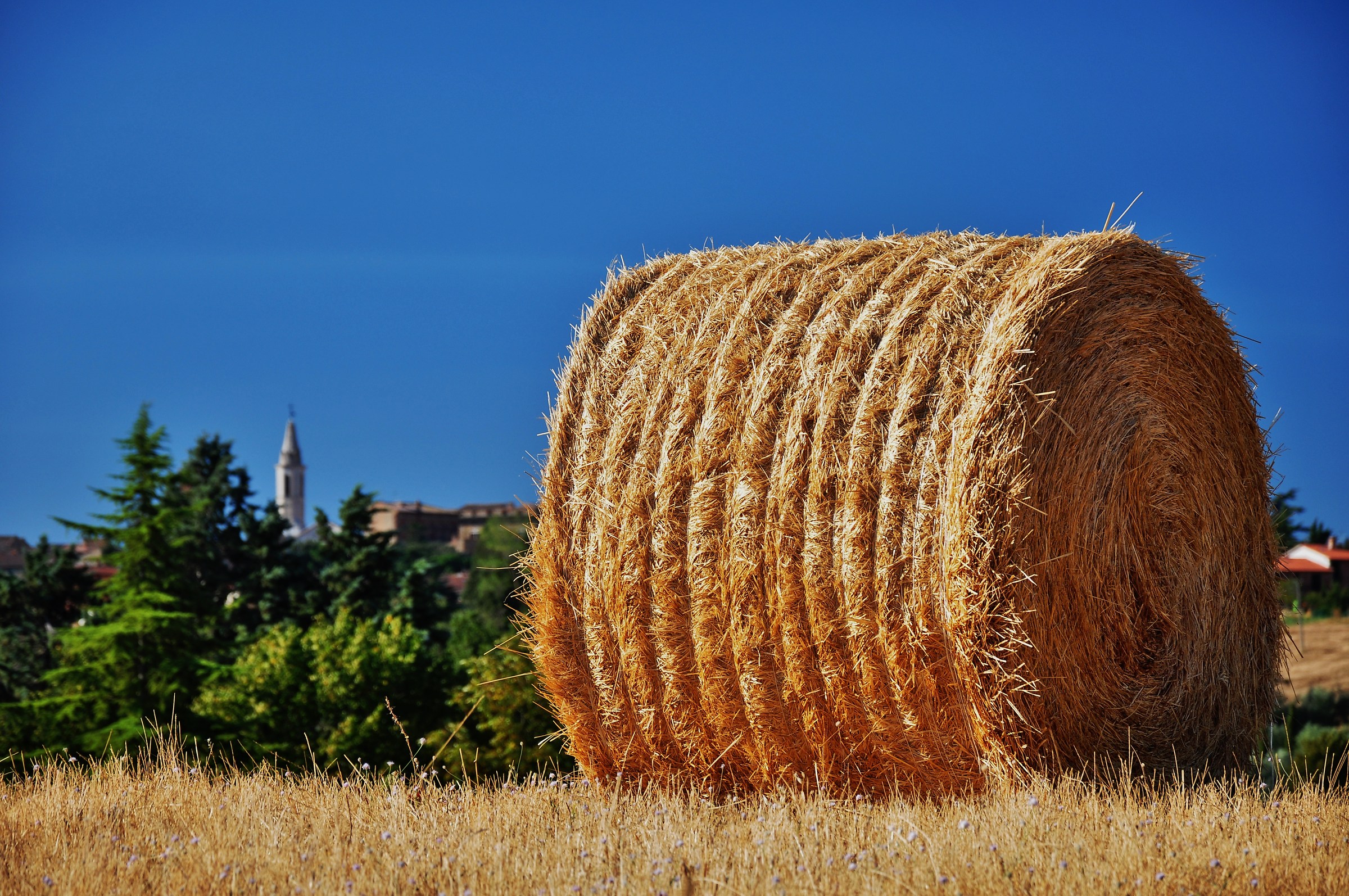 bale of straw in the background and Pienza 1