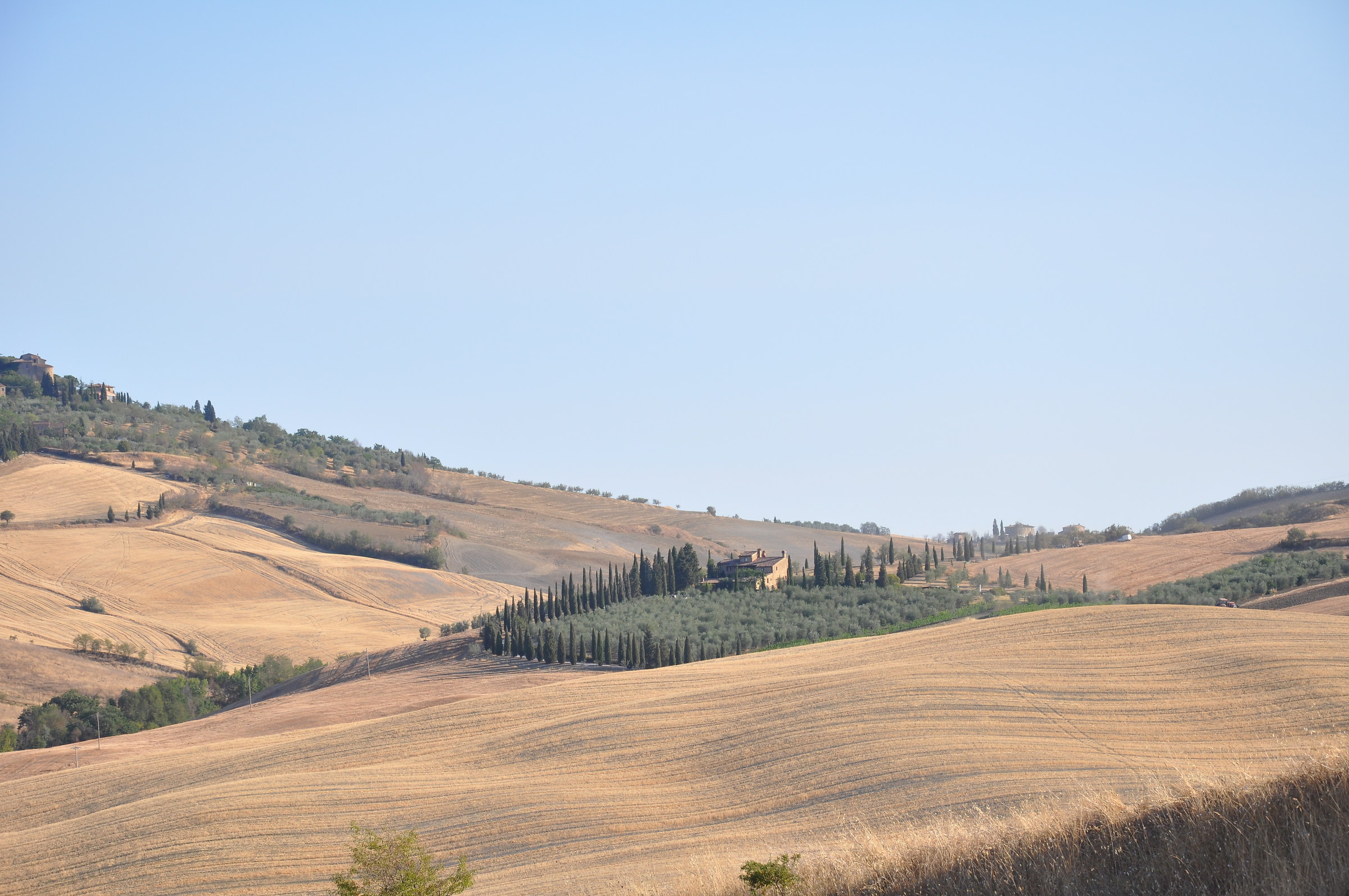 Val d'Orcia cypresses protect the olive grove