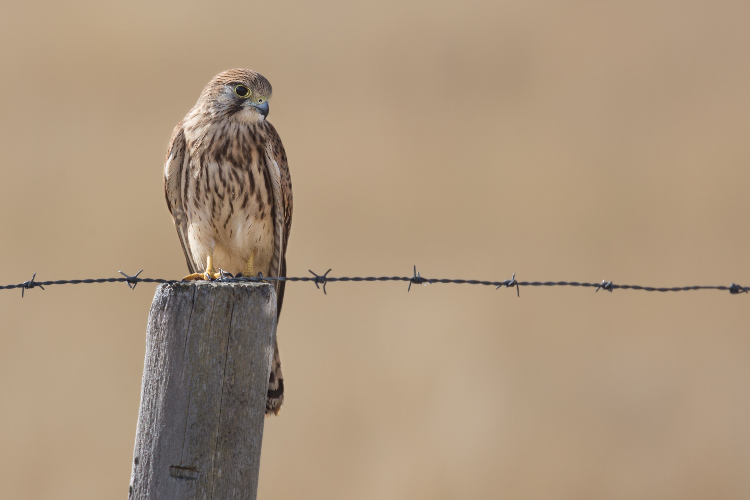 Kestrel paused hunting