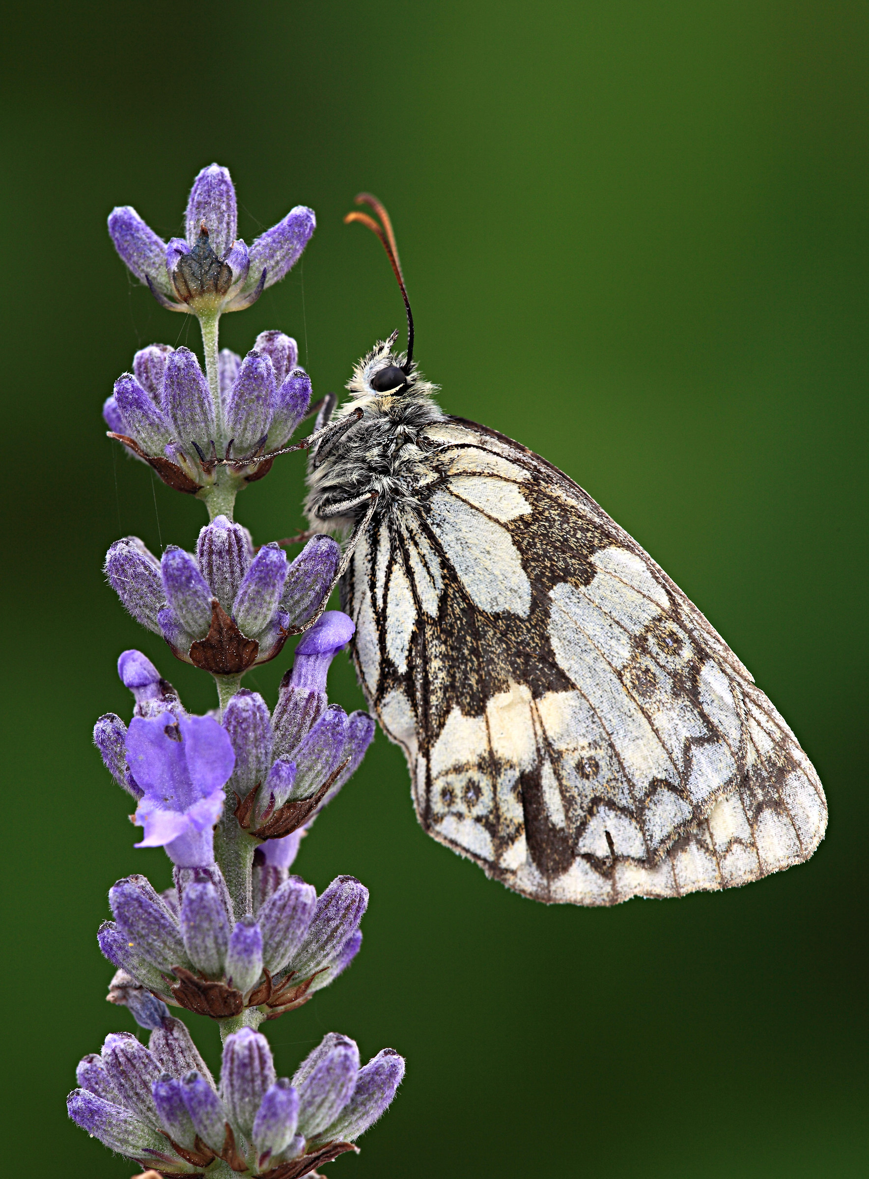 Melanargia galathea
