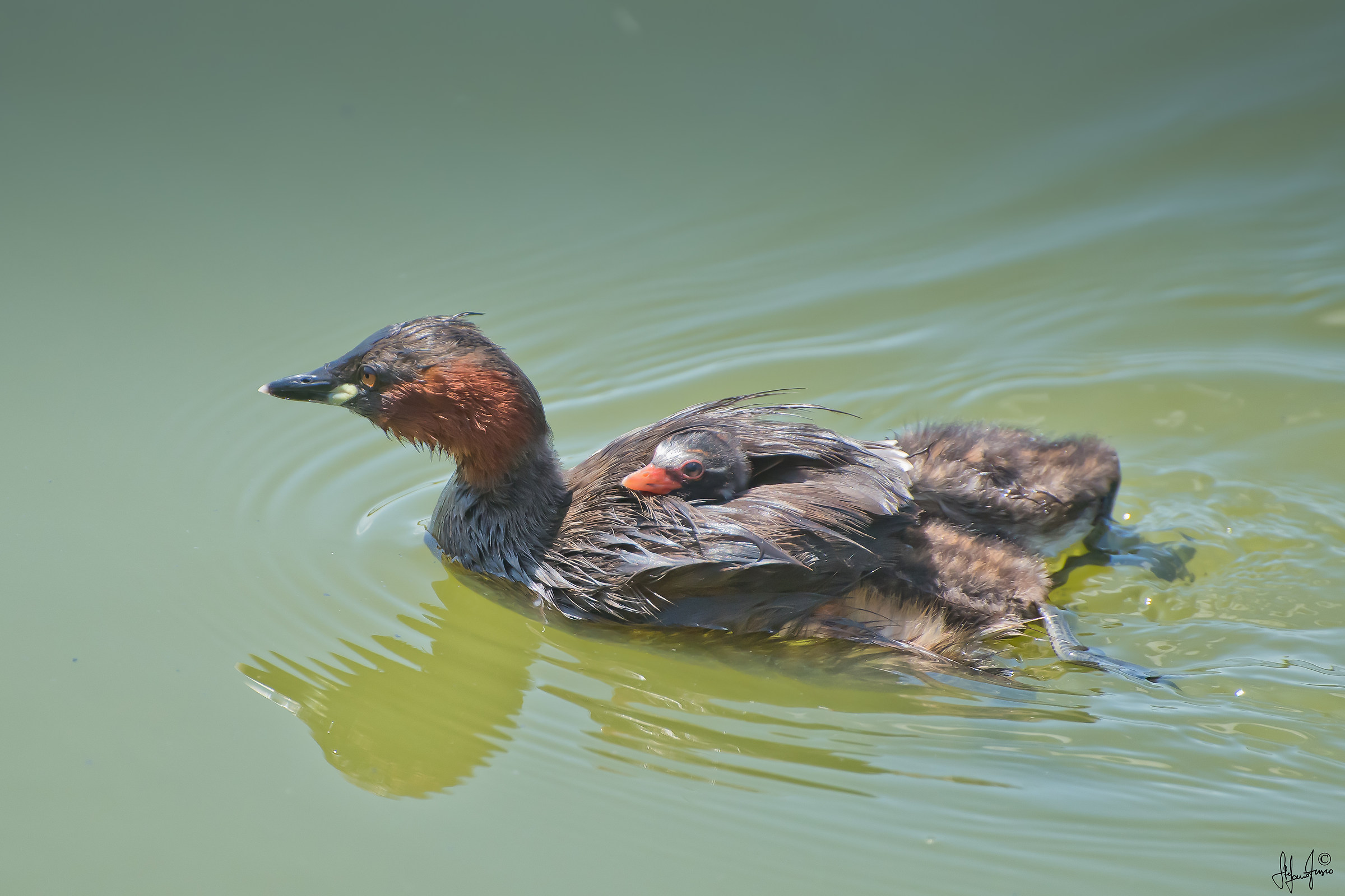 Tuffetto con pulcini