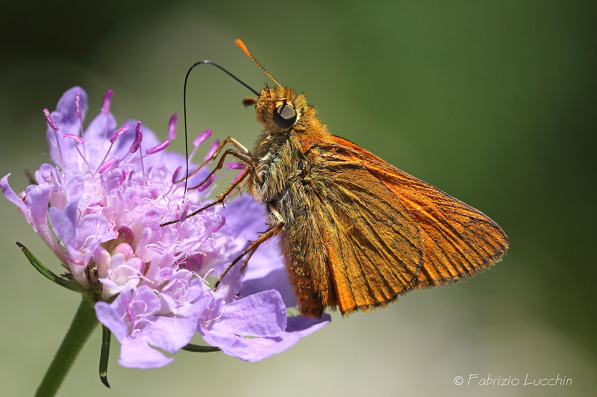 Thymelicus sylvestris