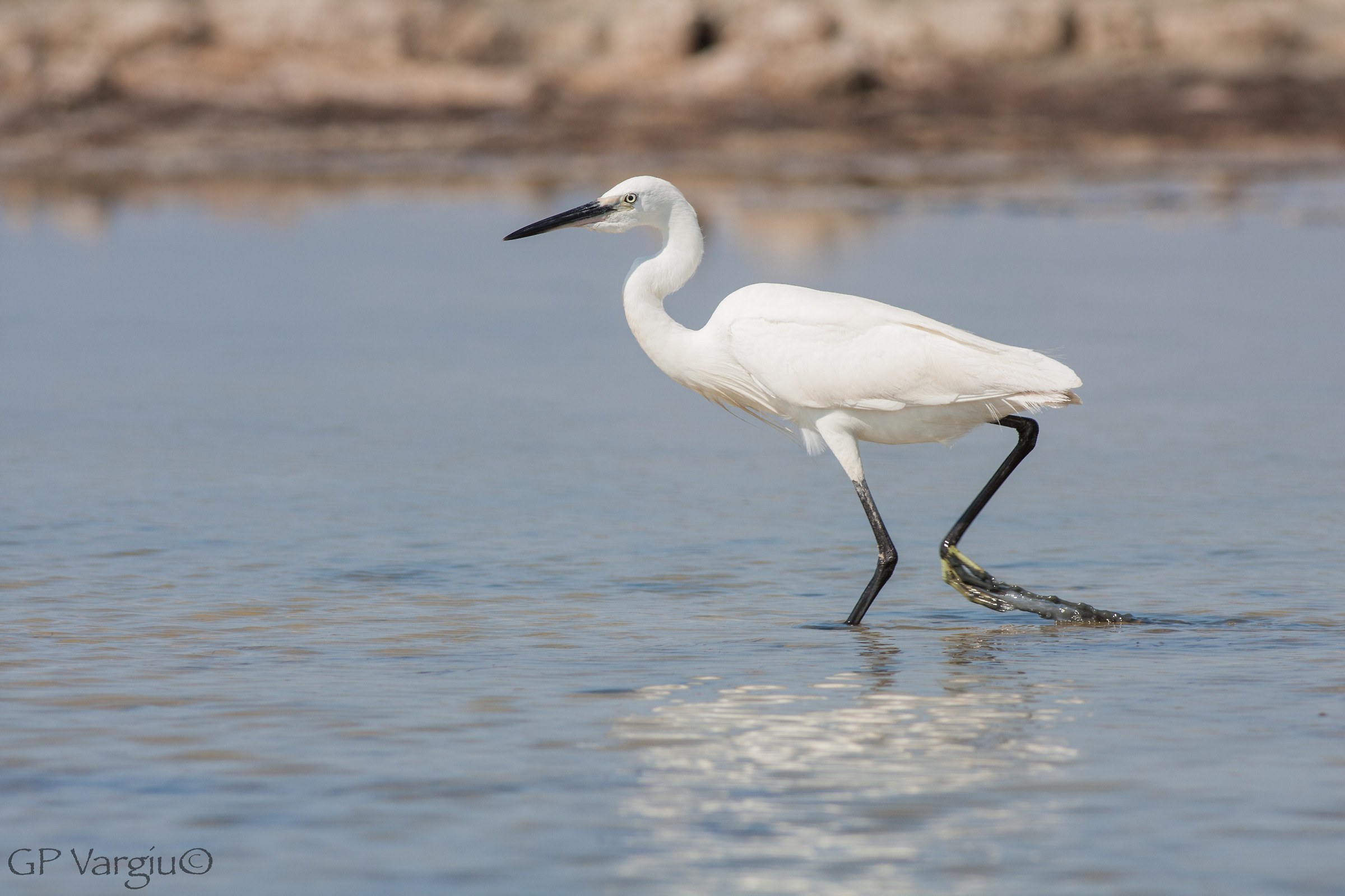 Egret trotting
