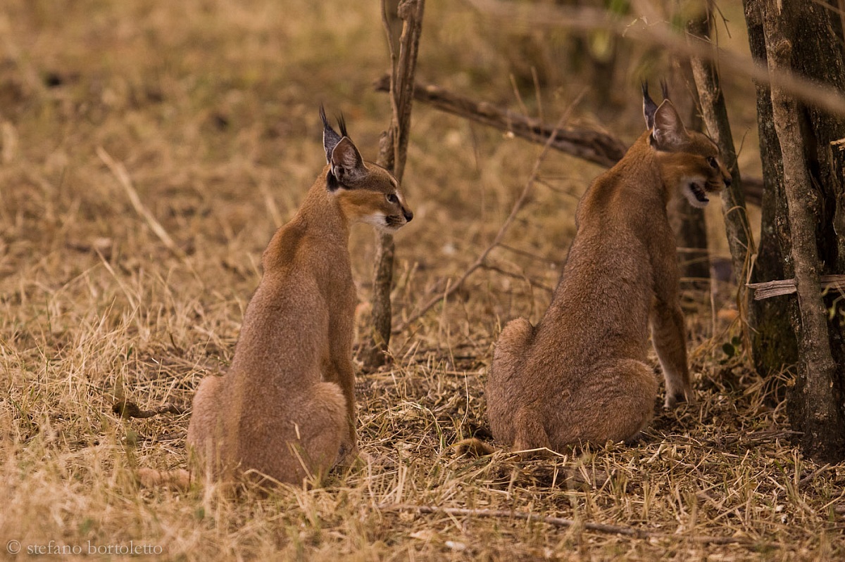 Caracal con cucciolotto