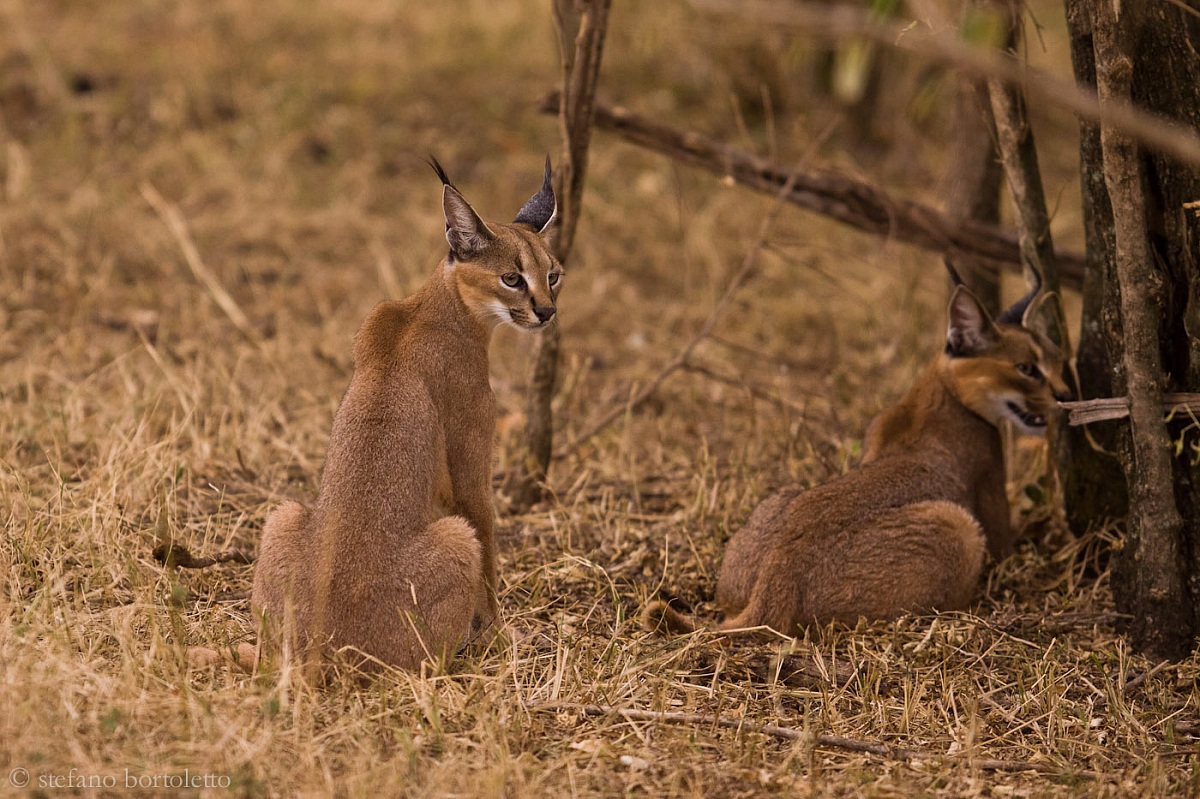 Caracal con cucciolotto 2
