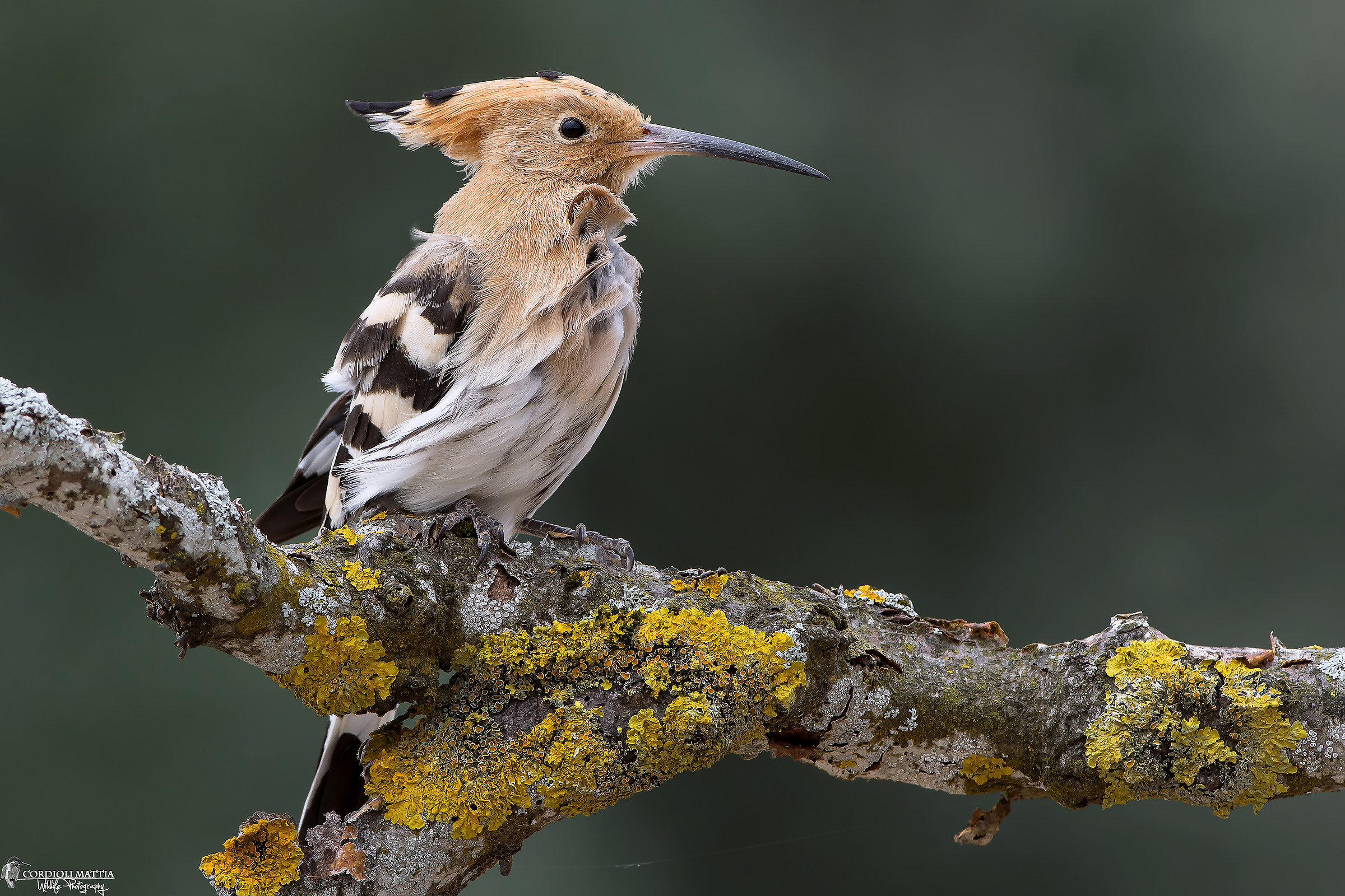 The Hoopoe and the wind ...