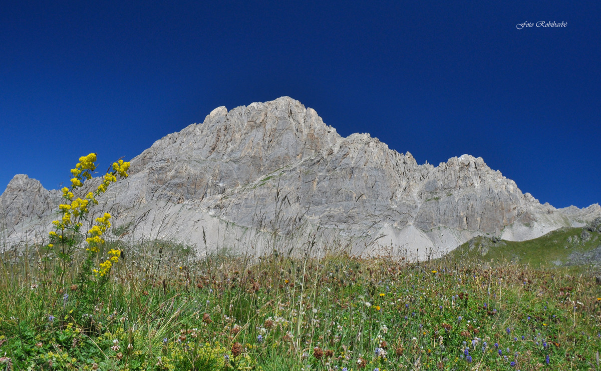 The Meja in bloom ....