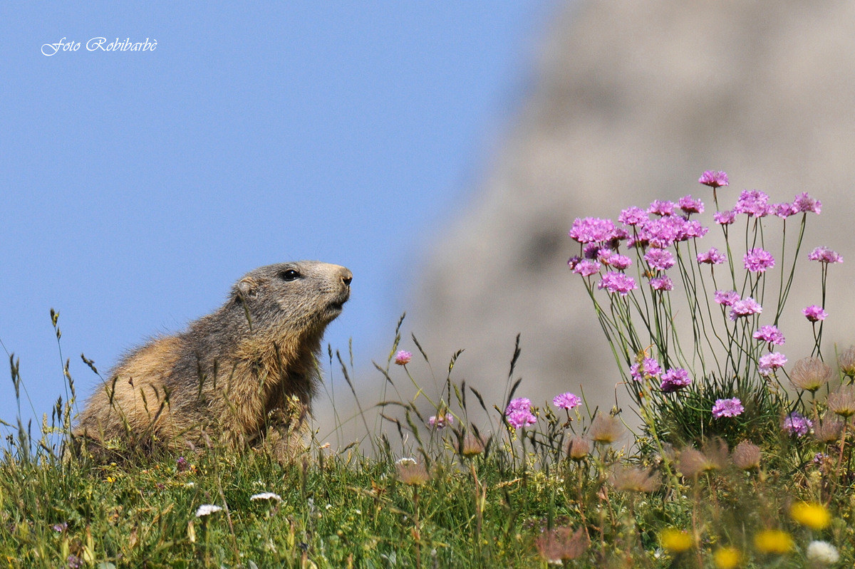 Sentinella delle Alpi.....