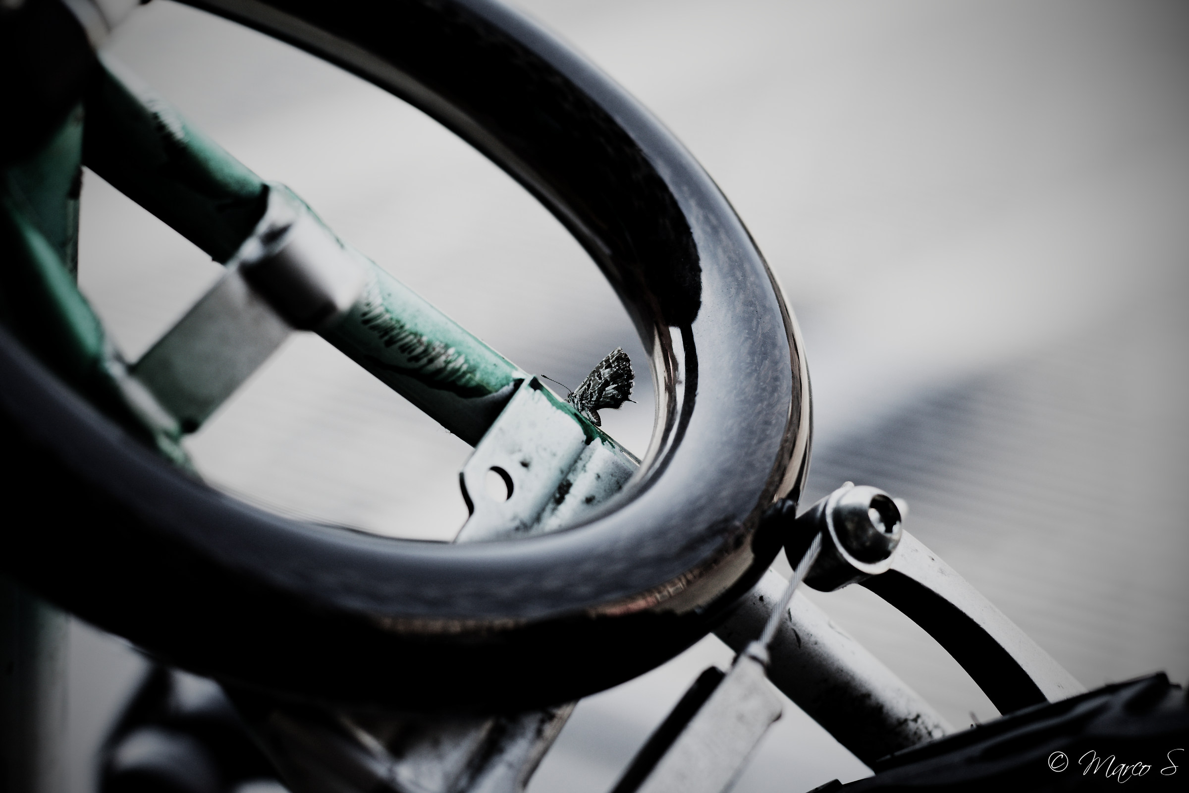 Compagna di bicicletta