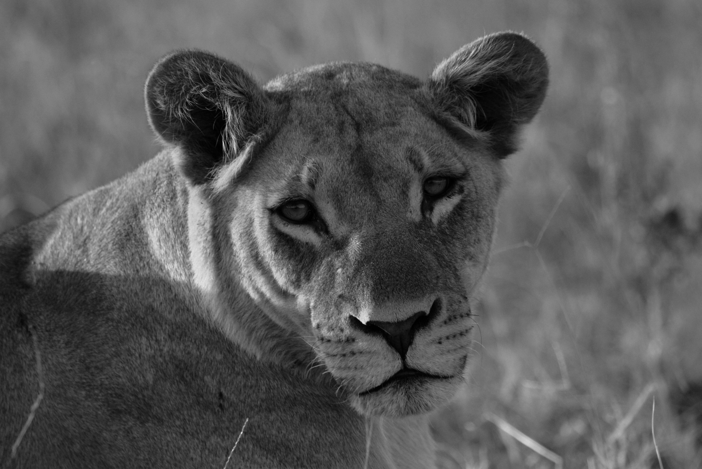 Docile Lioness