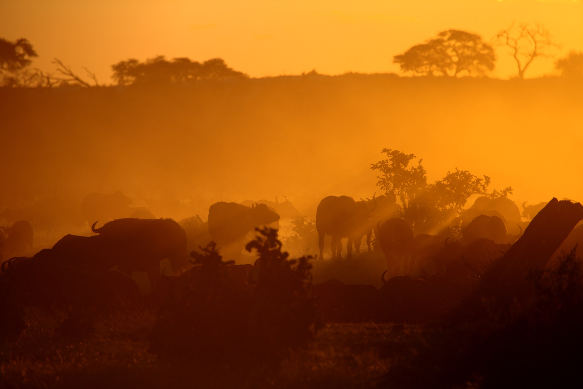 Dust, Buffalo and Sunset