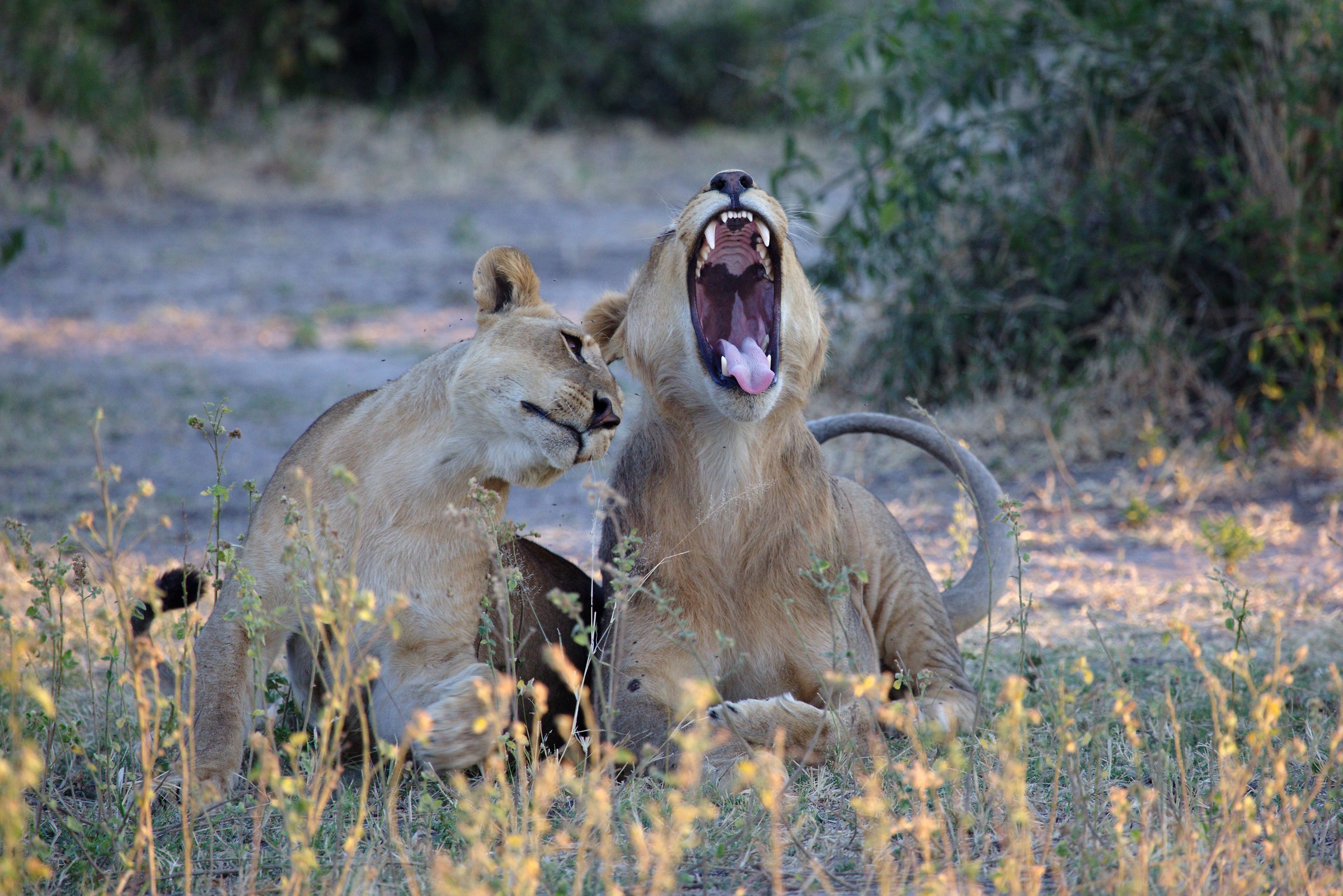 Lions in Chobe NP