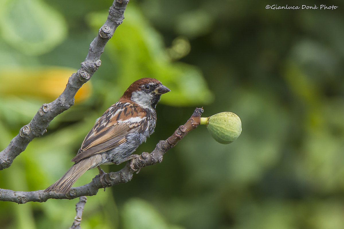 Sparrow on fig 2