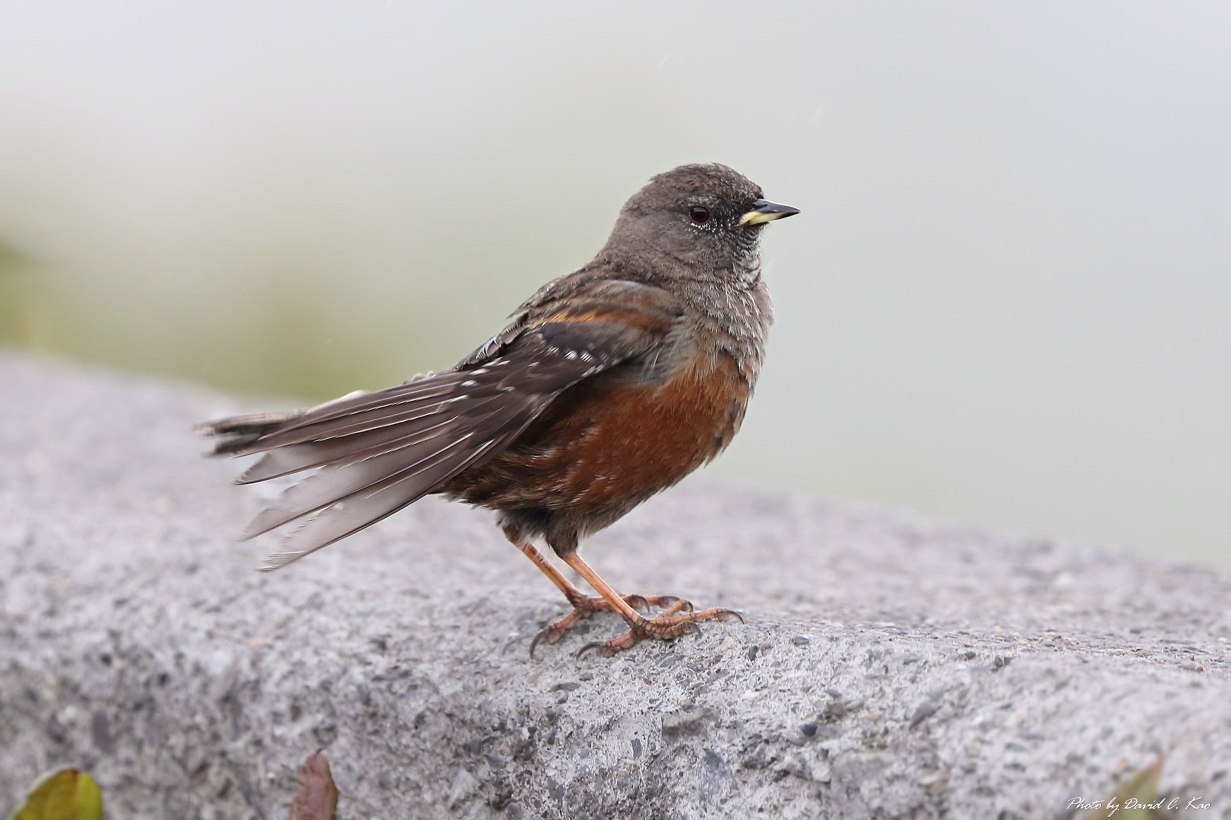 Alpine Accentor