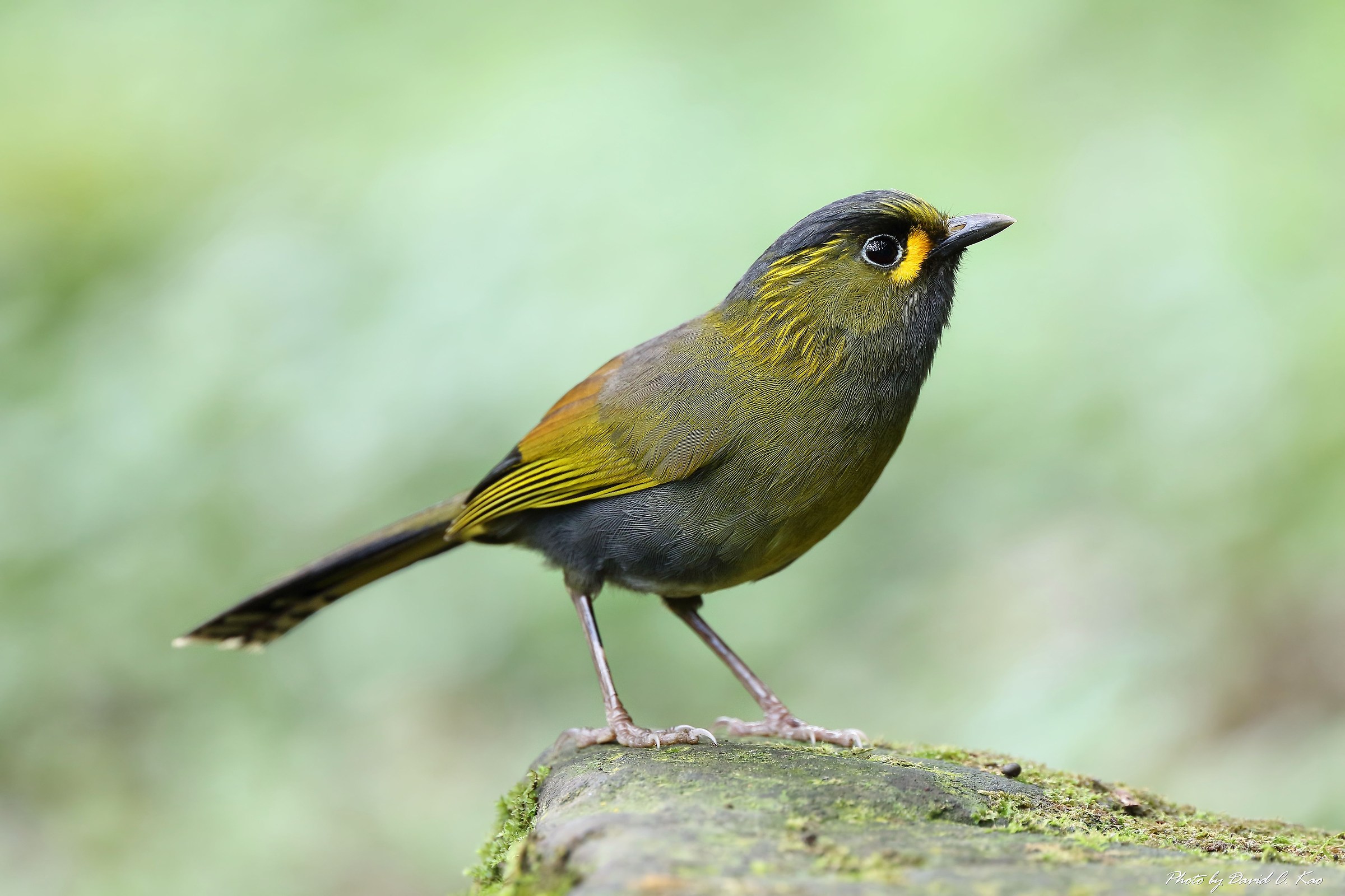 Steere's Liocichla