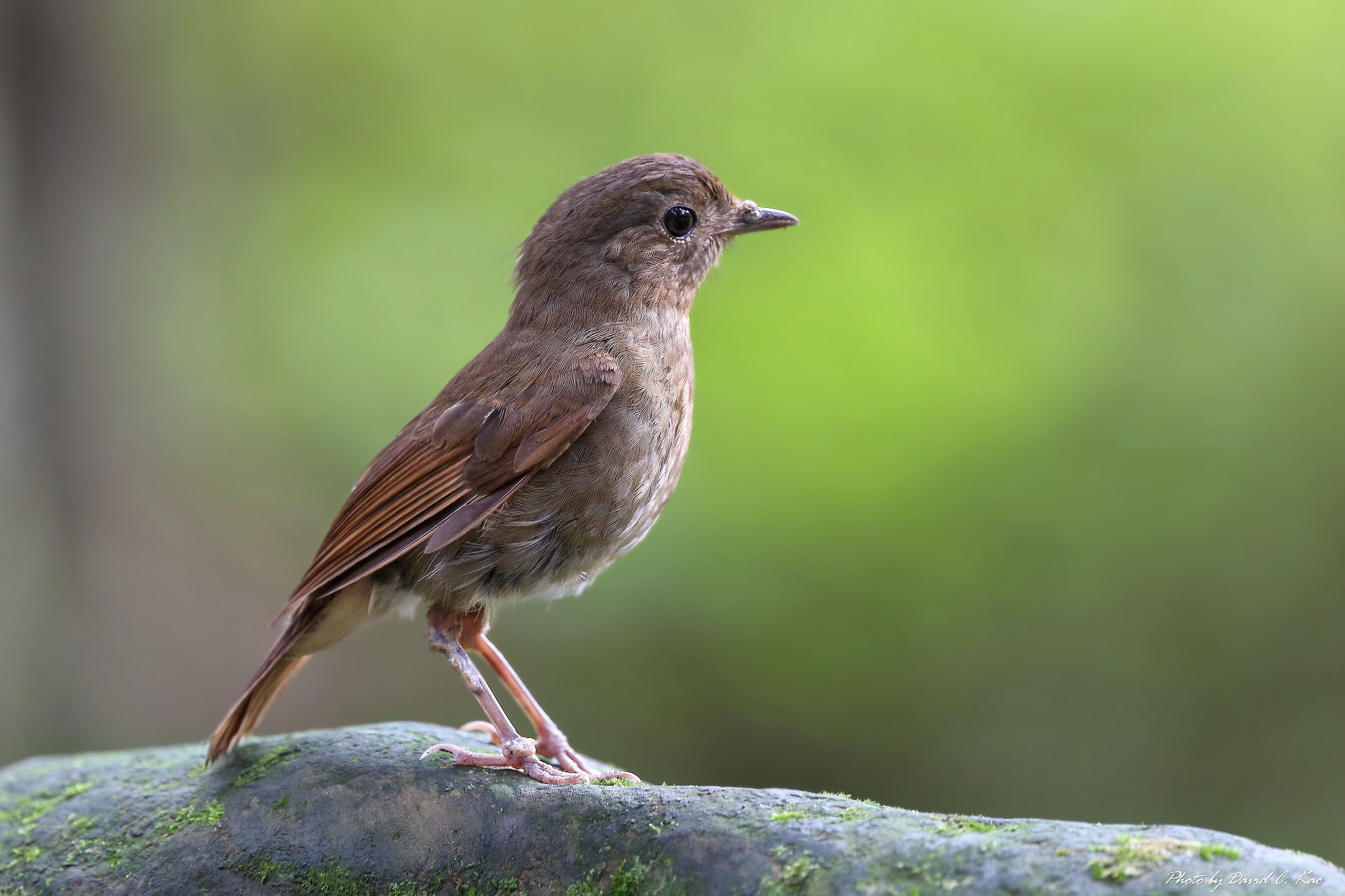 White-tailed Blue Robin